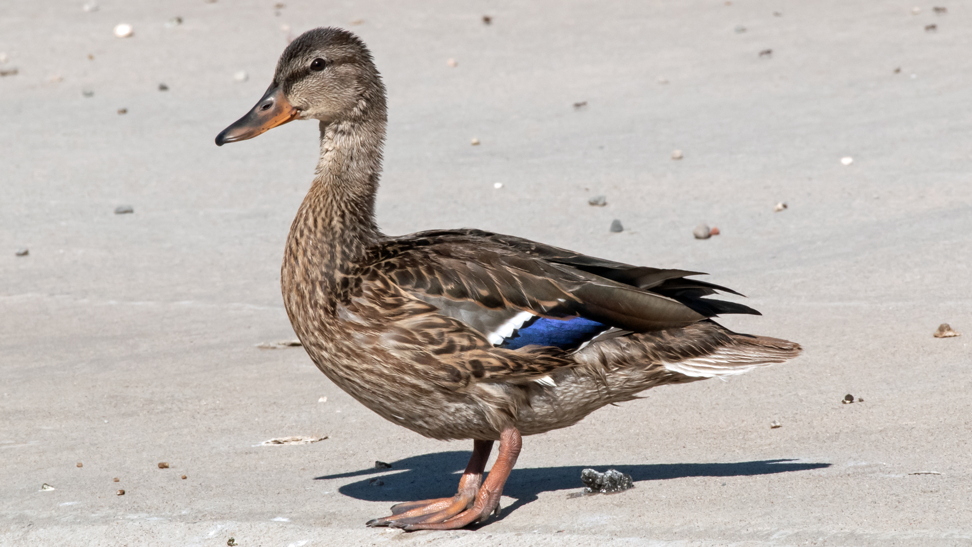 Female, Albuquerque, August 2023