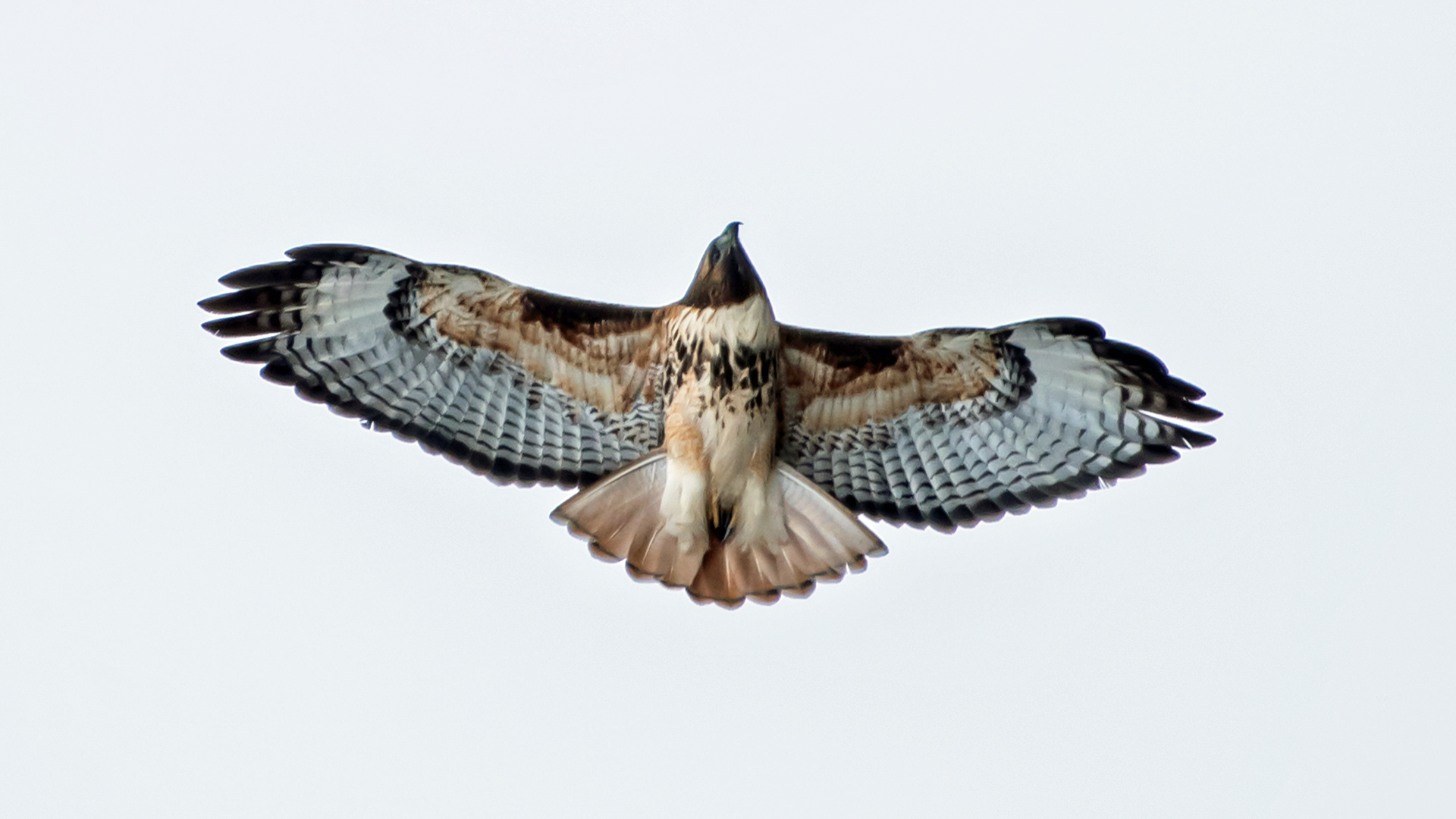 Adult, Bernardo Wildlife Area, February 2024