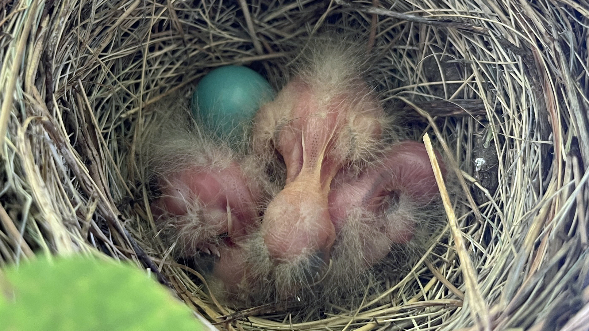 Chicks and egg in nest, Albuquerque, May 2026
