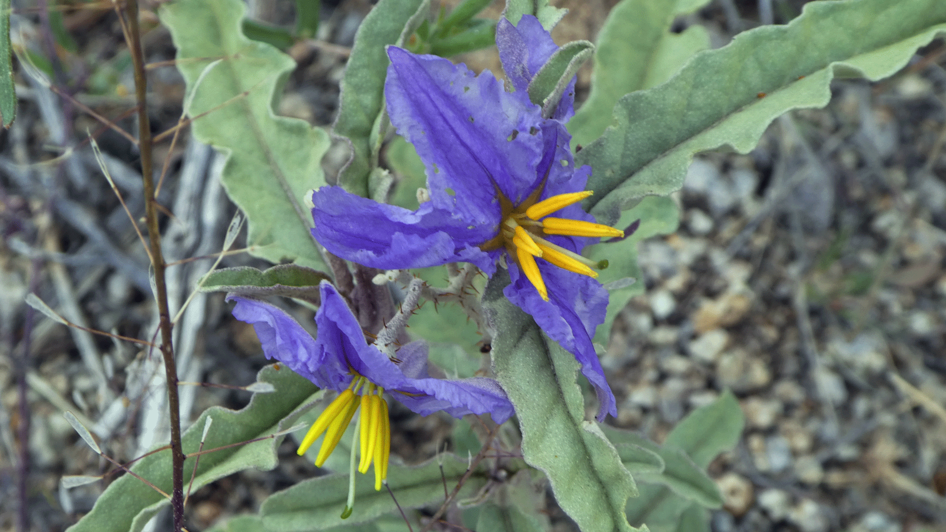 Sandia Mountain Foothills, May 2019