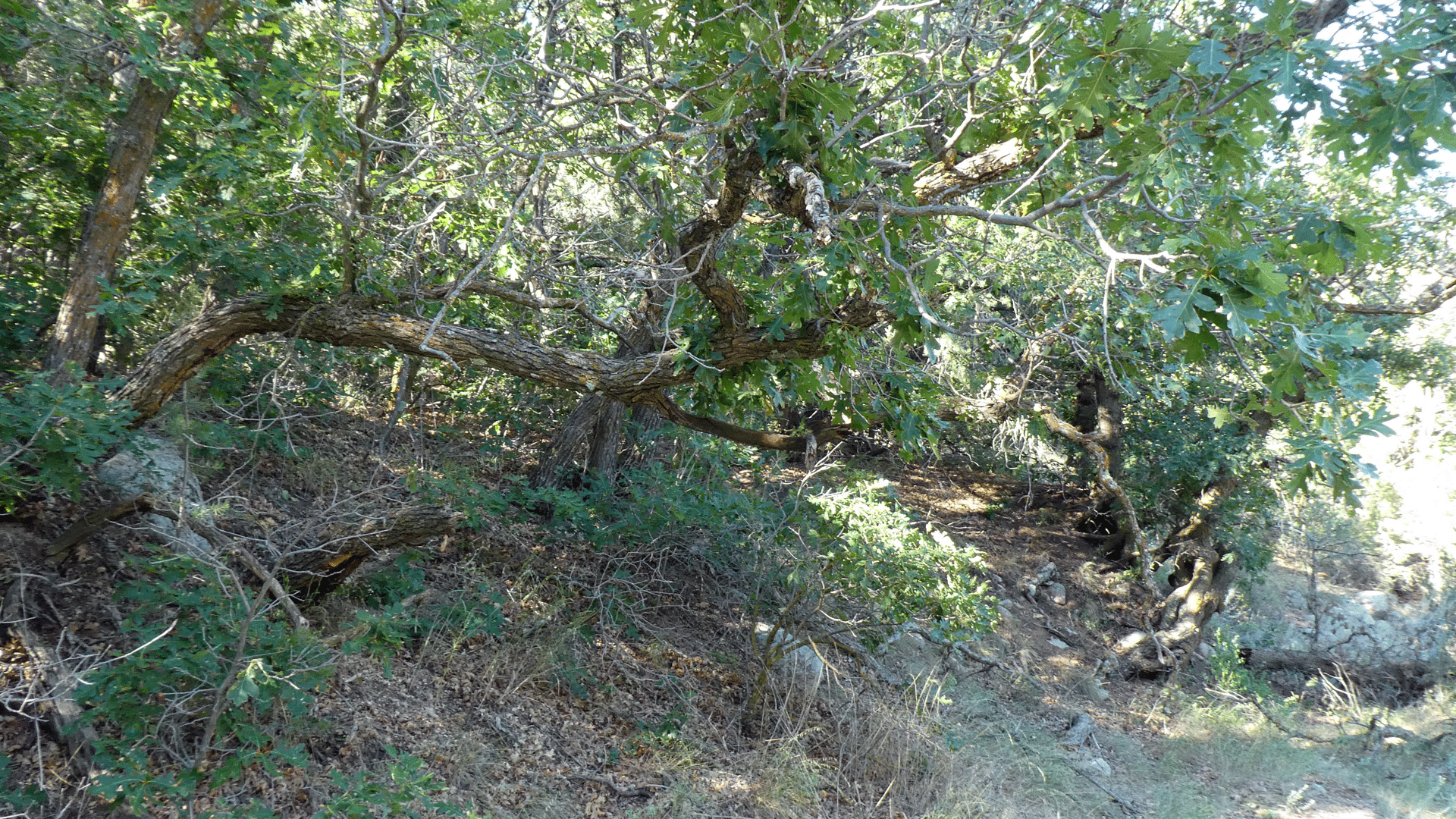 Sandia Mountains, September 2020