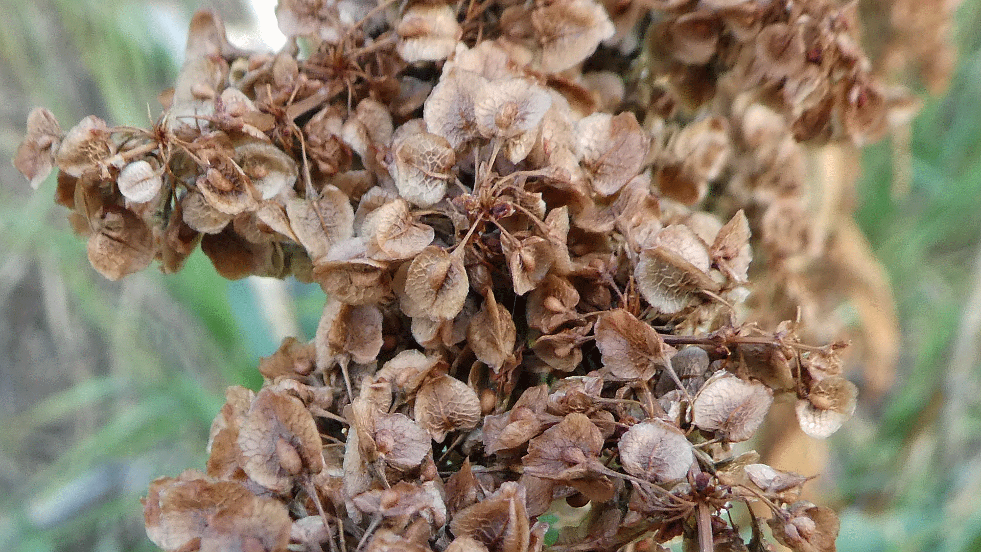 Older seeds, Sandia Mountains, August 2019