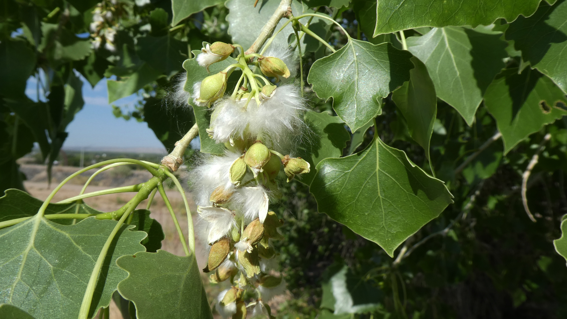 Female tree releasing "cotton," Albuquerque, May 2021