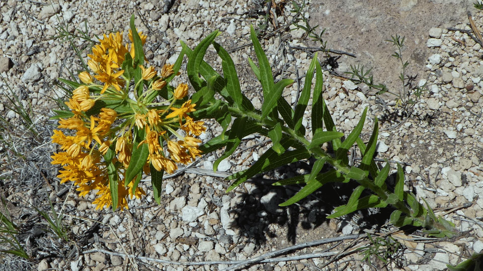 Jemez Mountains, July 2019