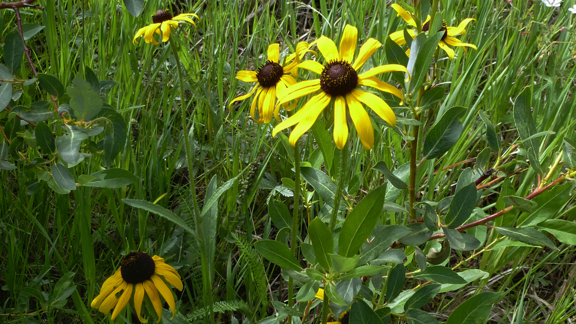 Valles Caldera National Preserve, August 2017