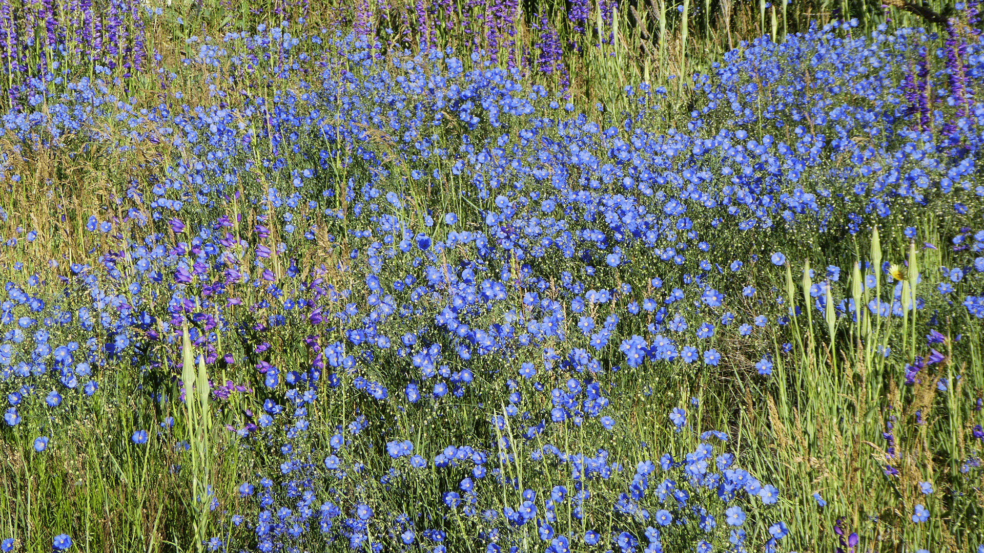 Sandia Mountains, June 2019