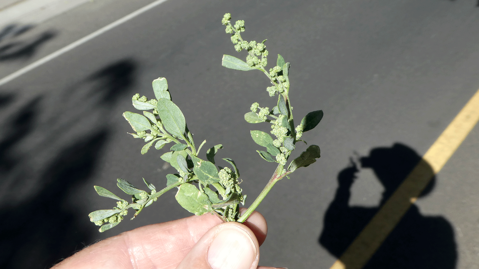 C. neomexicanum? Albuquerque, June 2020