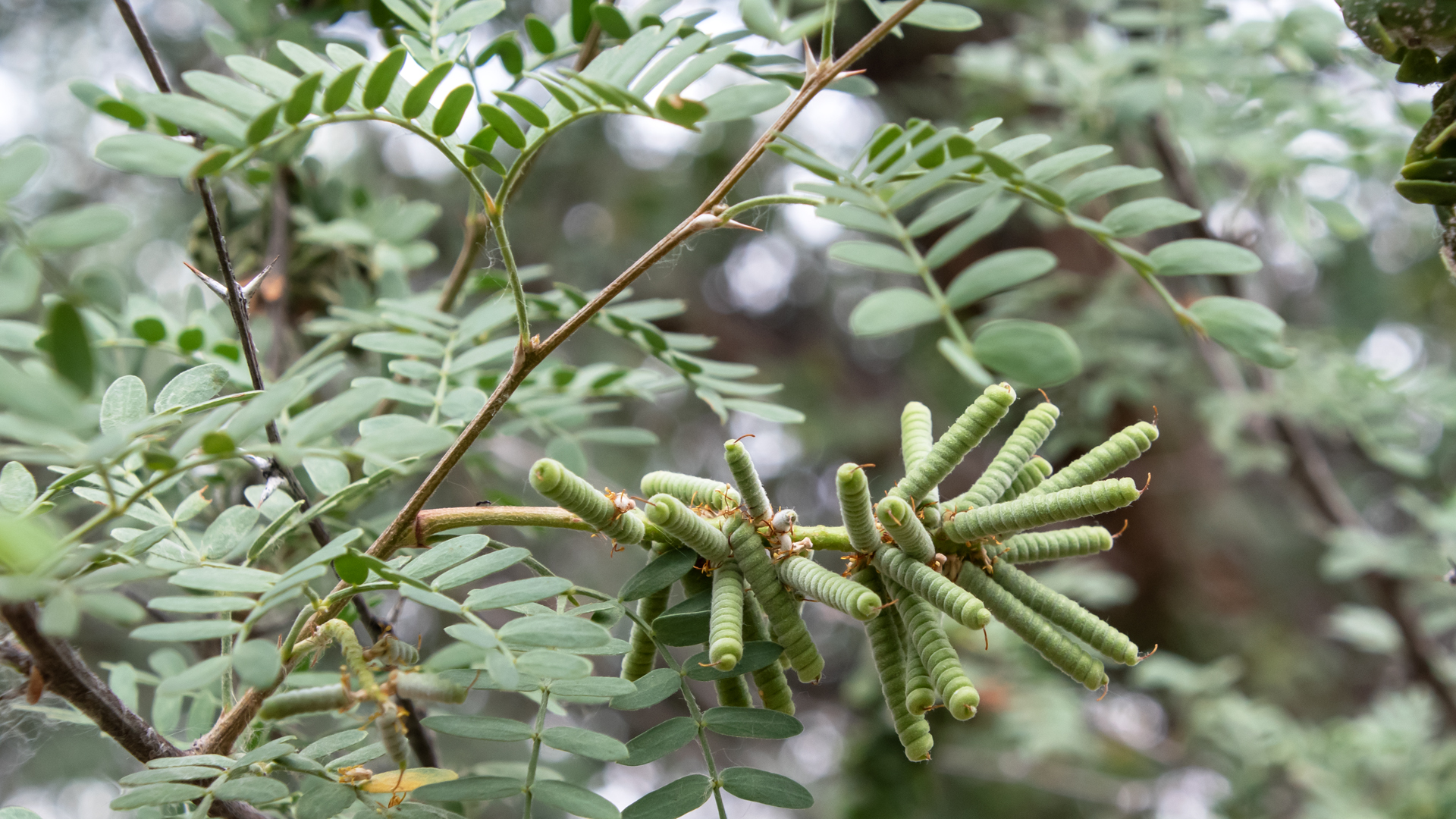 New seed pods, Rio Grande Nature Center, Albuquerque, July 2023