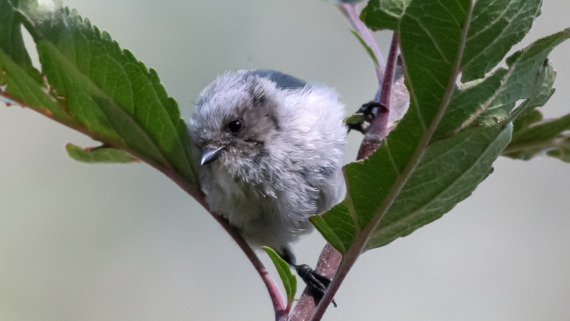 Male/juvenile, Los Alamos, September 2025
