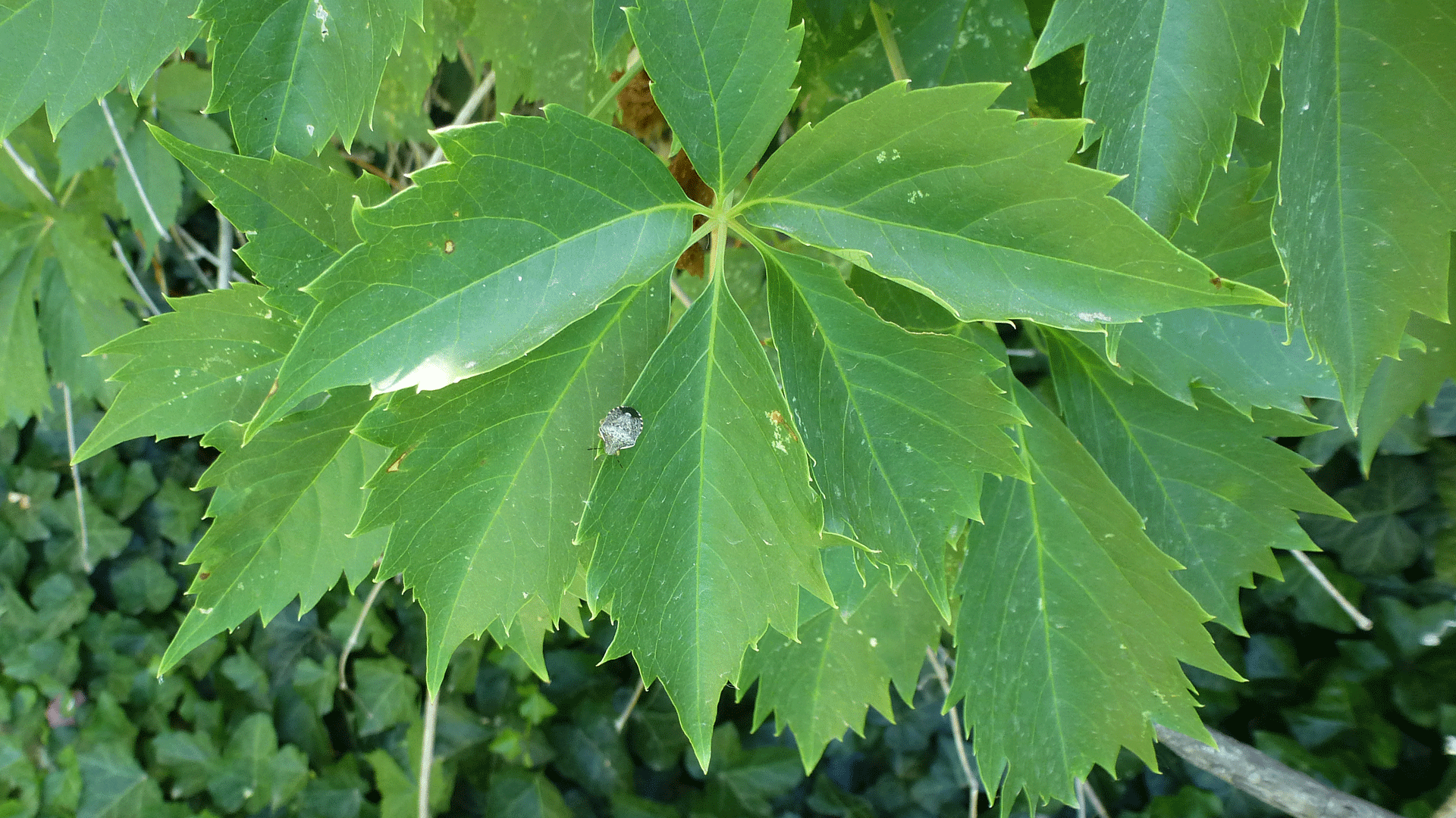 Cultivated, Albuquerque, June 2020