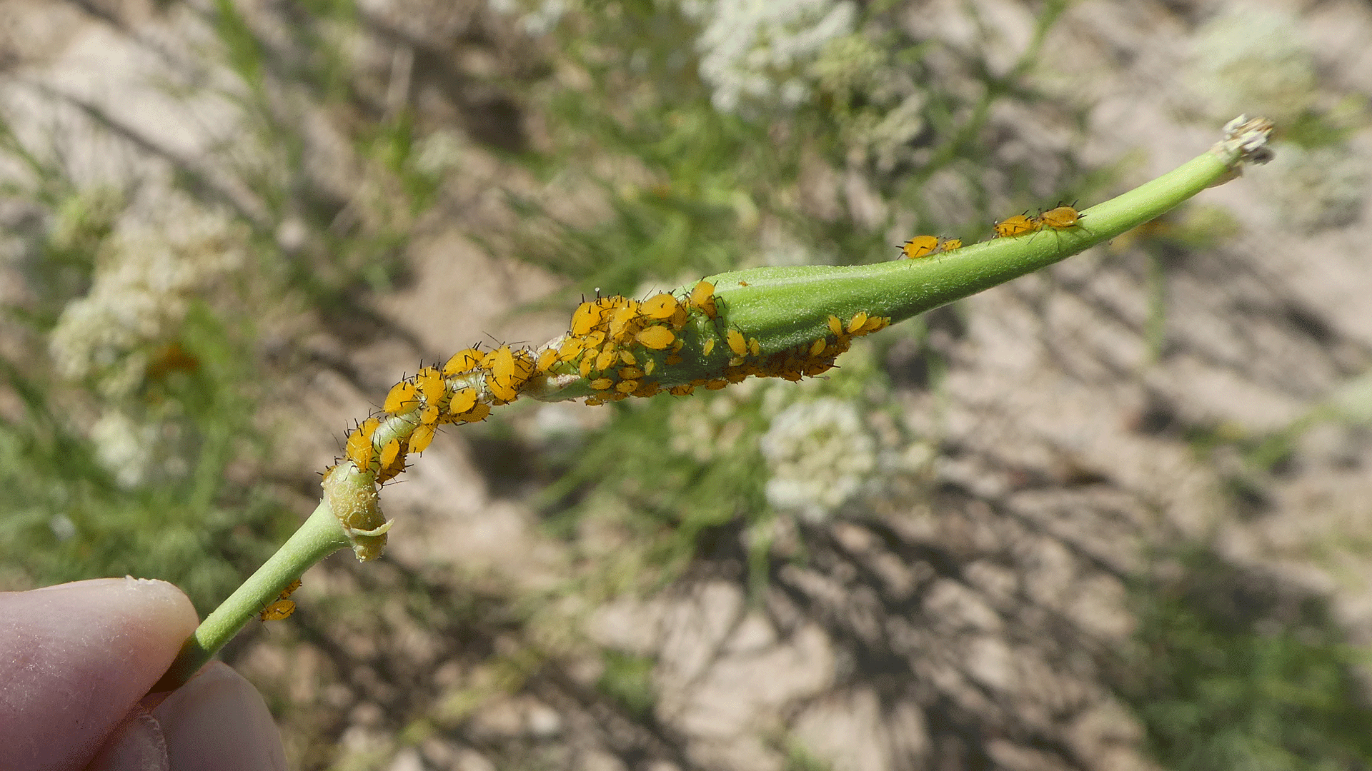 Seed pod with aphids, Albuquerque, June 2020