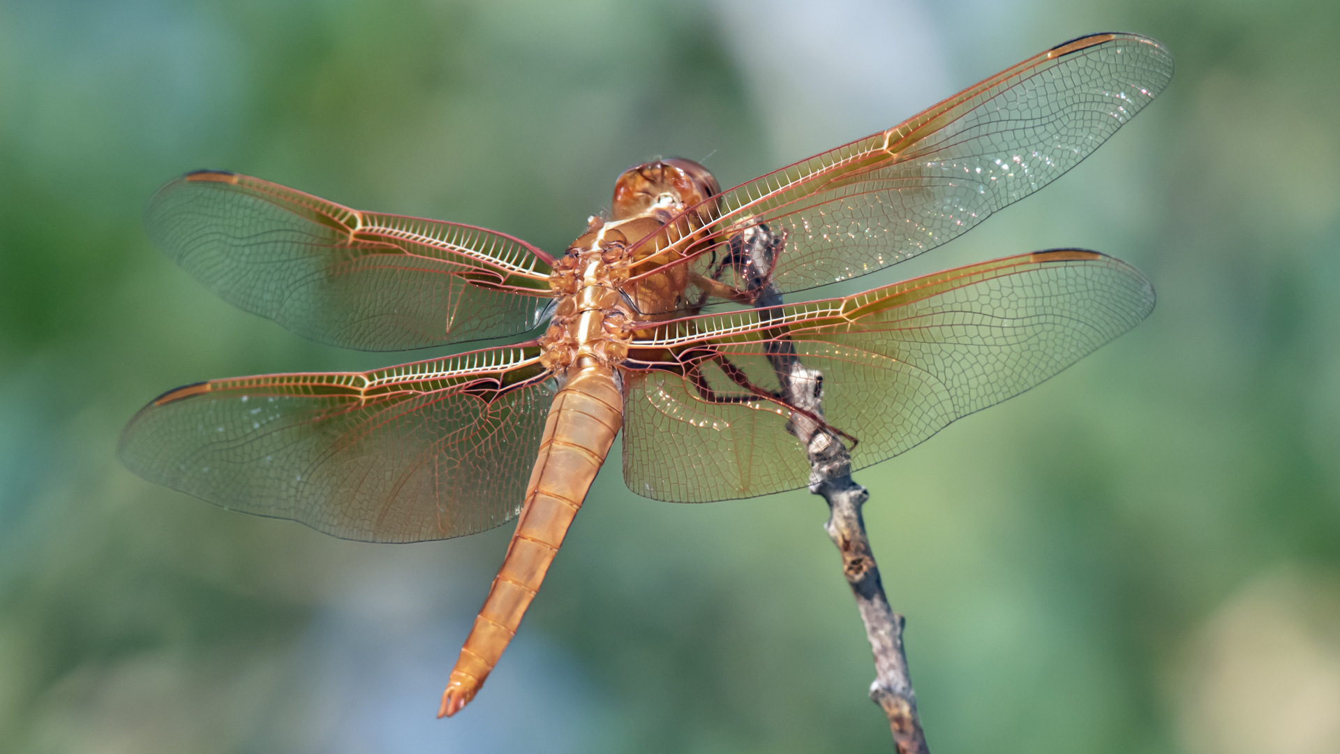 Immature male, Tunnel Spring, August 2023