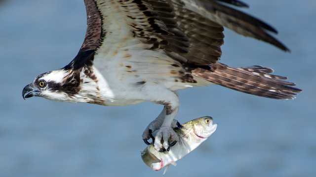 Osprey flying with a fish clutched in its talons
