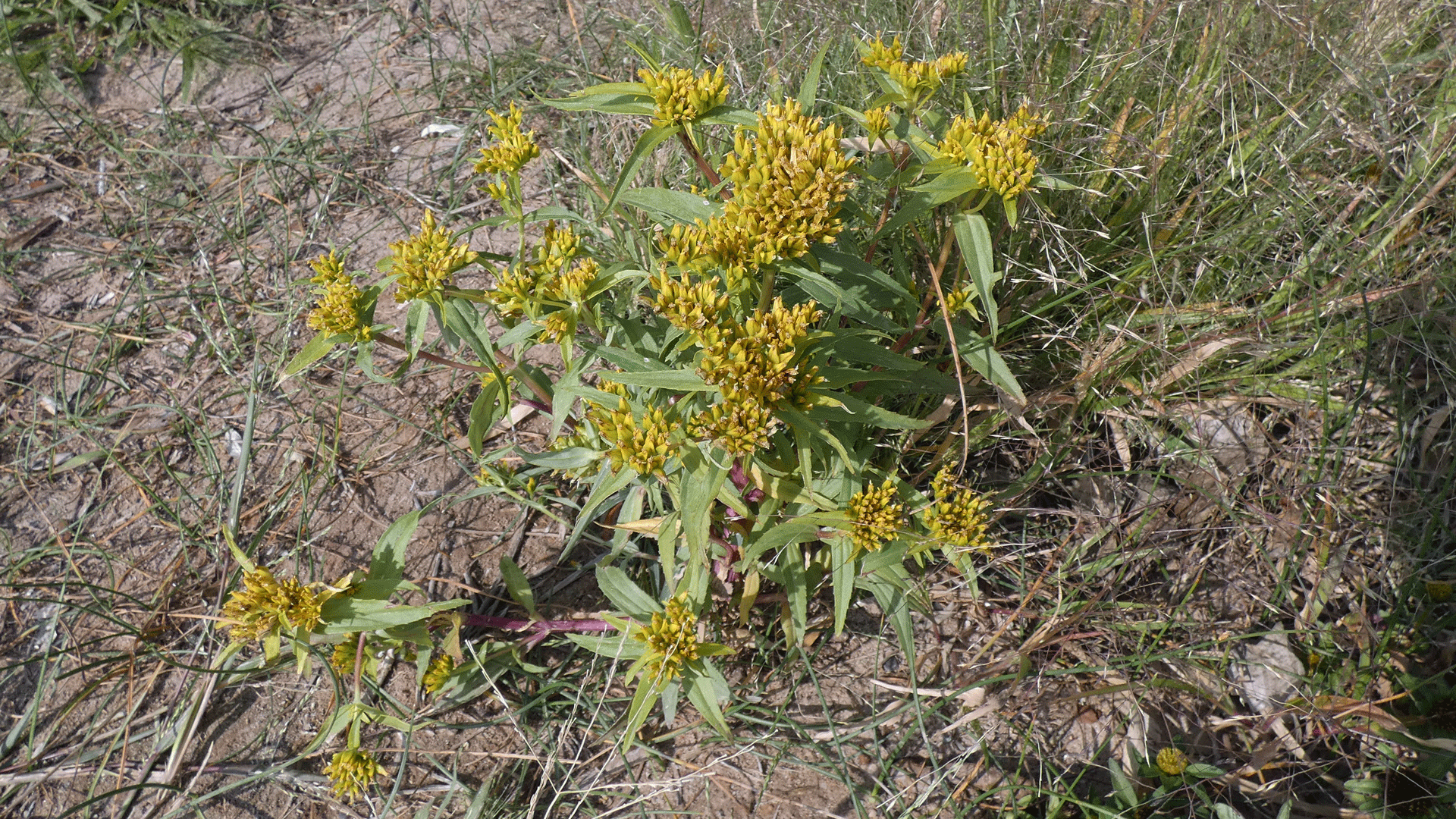 Rio Grande Bosque, Albuquerque, September 2020