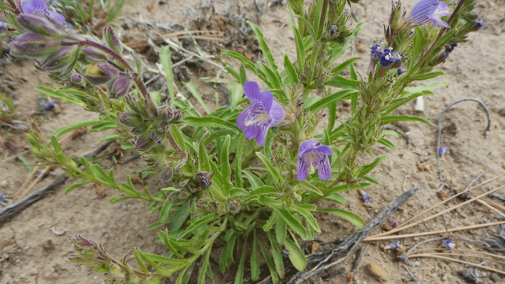 Mesa Portales, June 2019