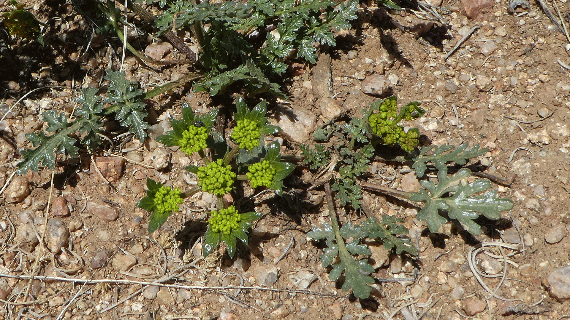 Sandia Mountains foothills, April 2020