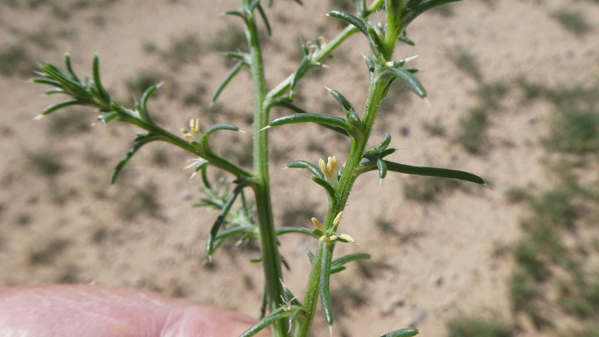 Flowers, Albuquerque, June 2020