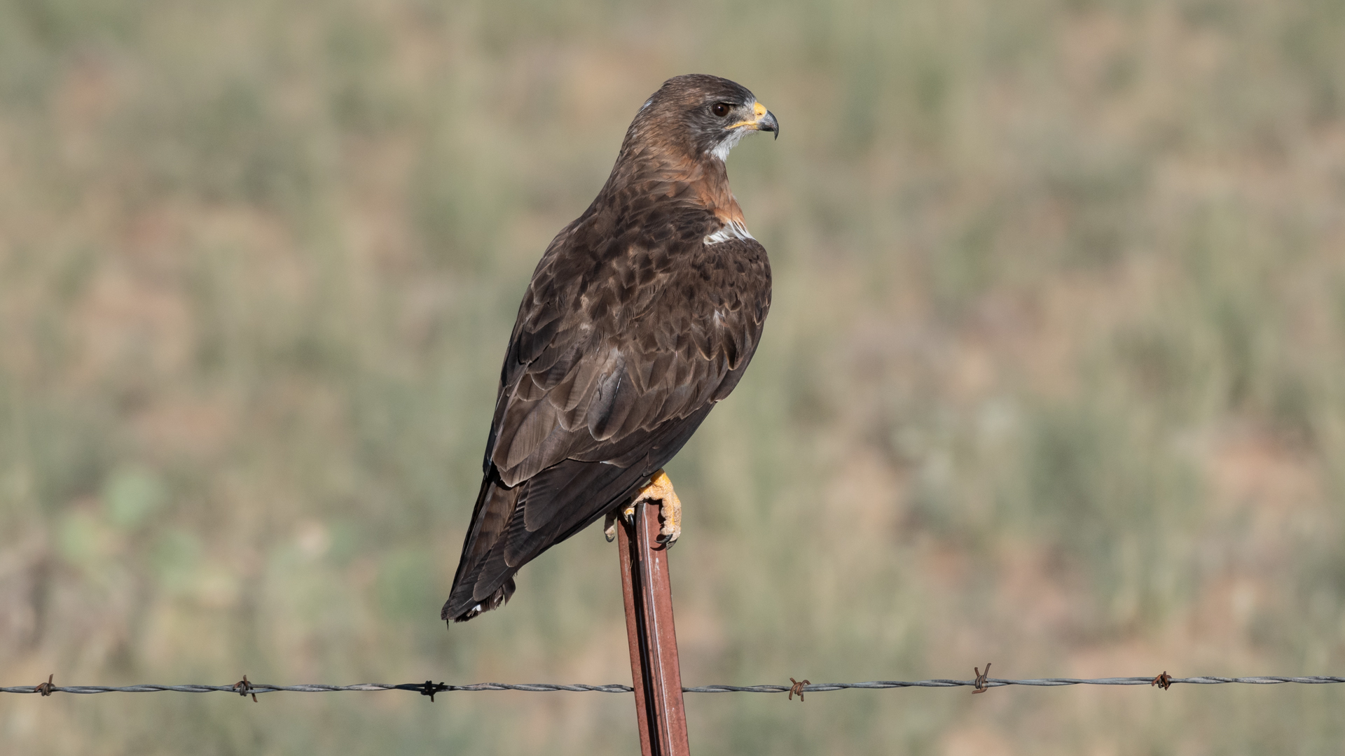 Near Los Lunas, August 2024
