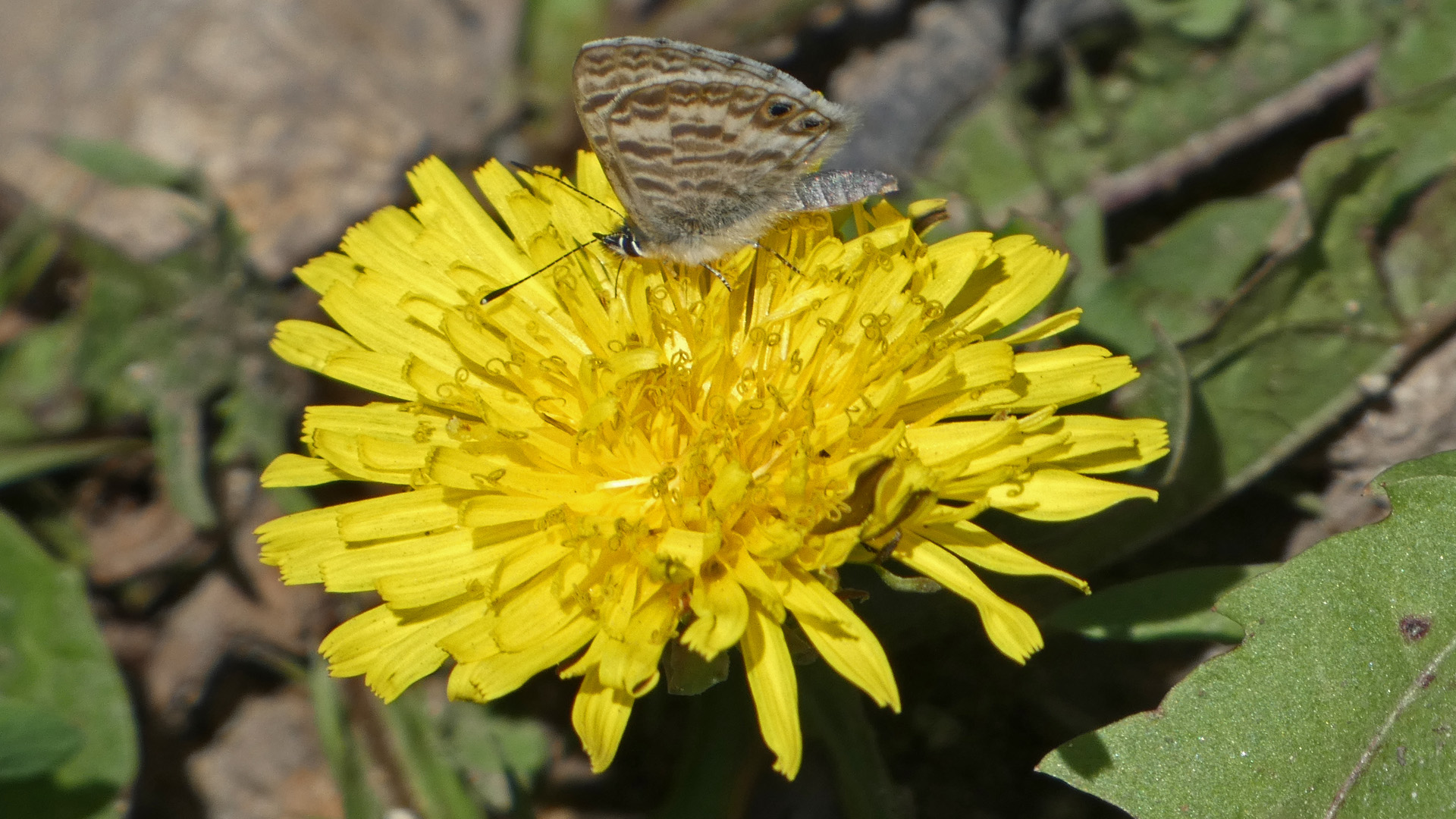 With marine blue, Jemez Mountains, July 2022