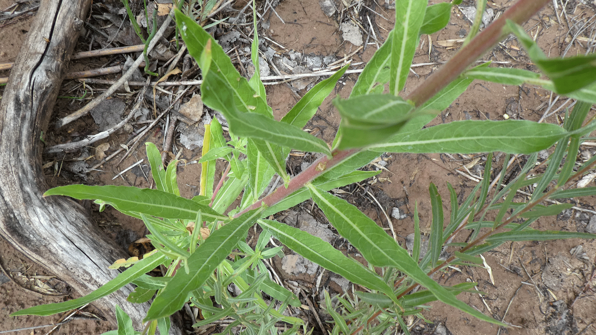 Rio Grande Bosque, Albuquerque, July 2020