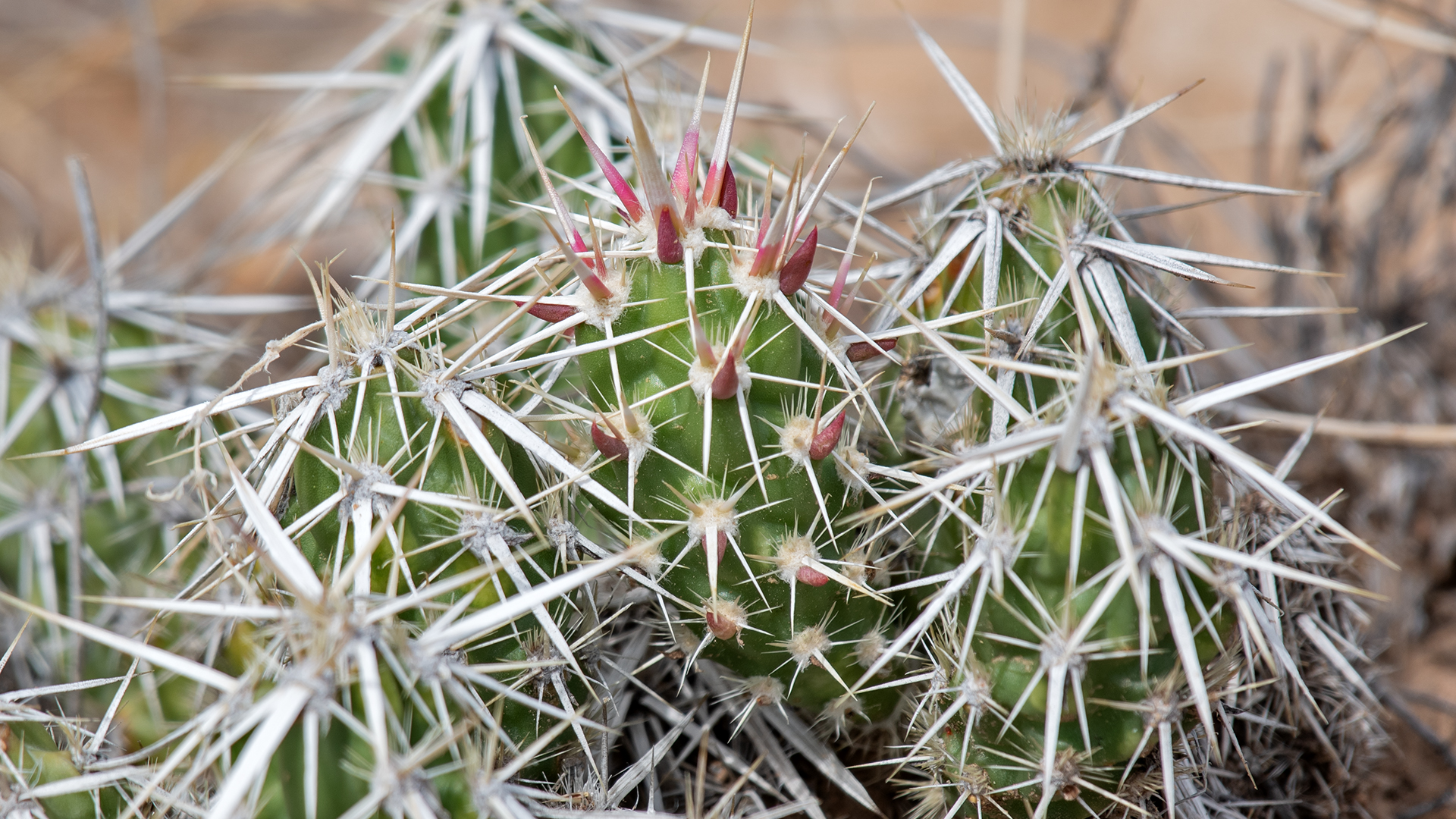 Galisteo Basin, June 2025
