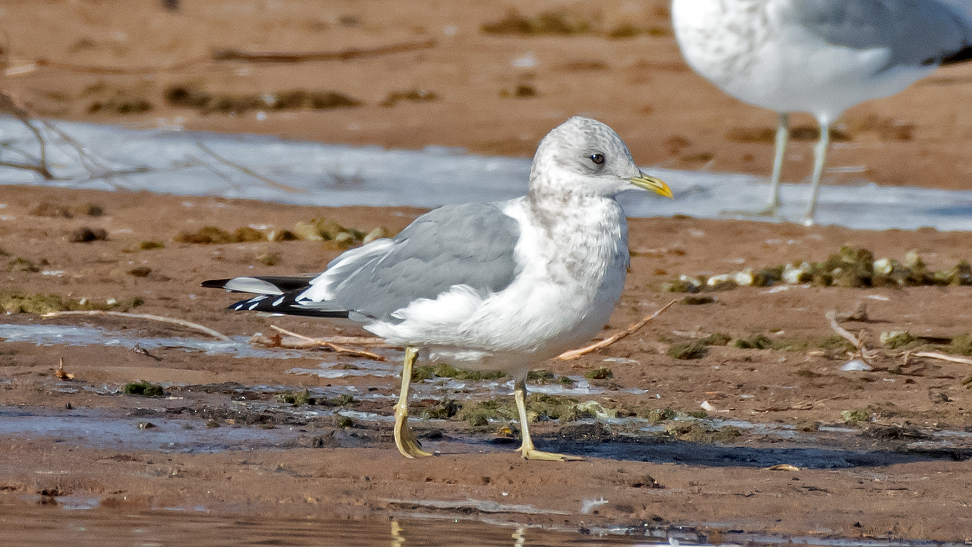 L. brachyrhynchus, Albuquerque, January 2026