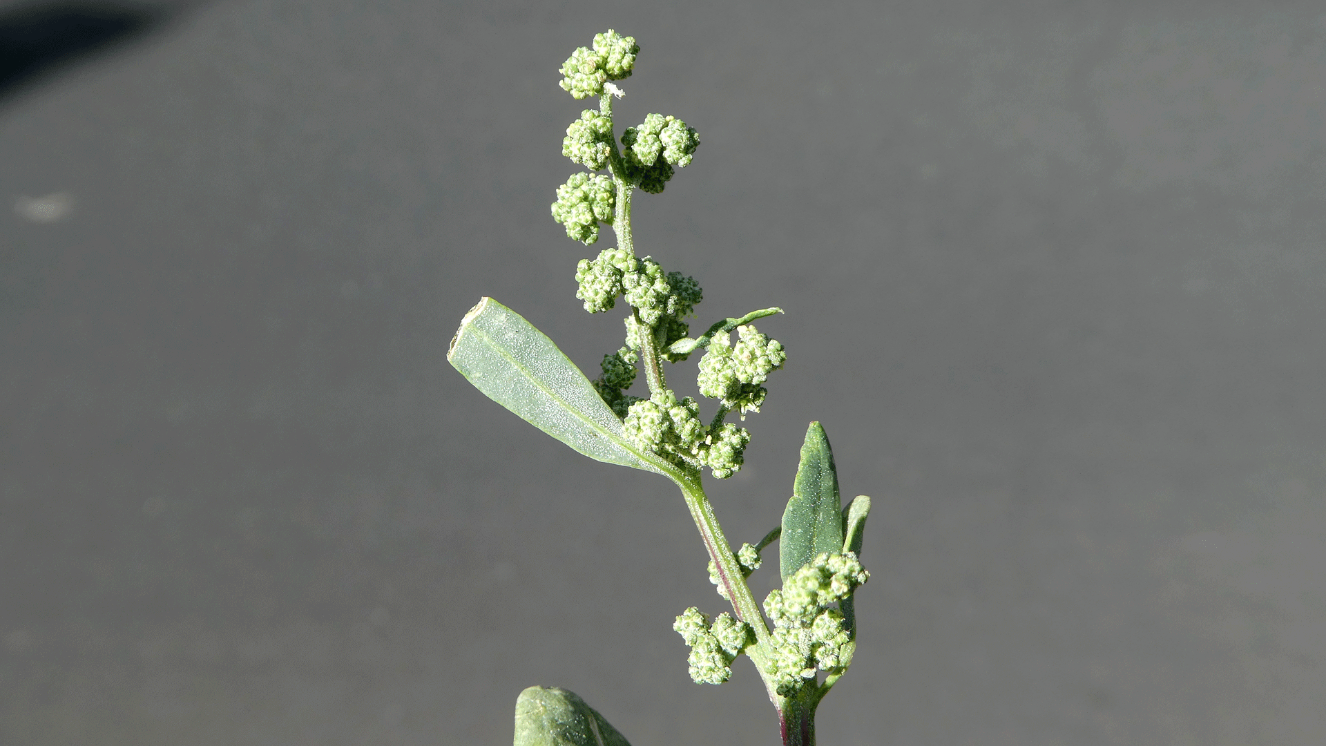 C. neomexicanum? Albuquerque, June 2020