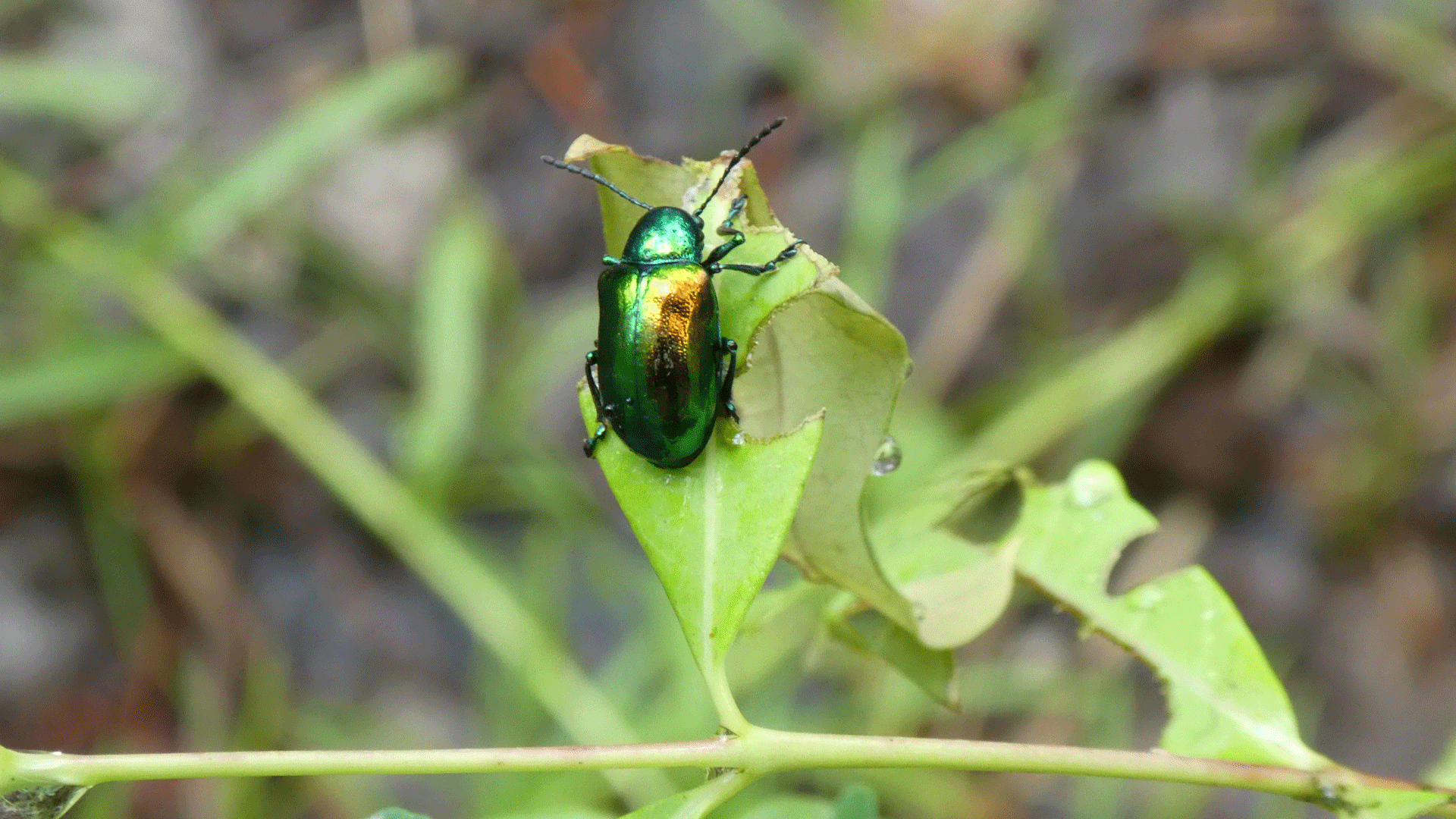 Rio Grande Bosque, Albuquerque, July 2020