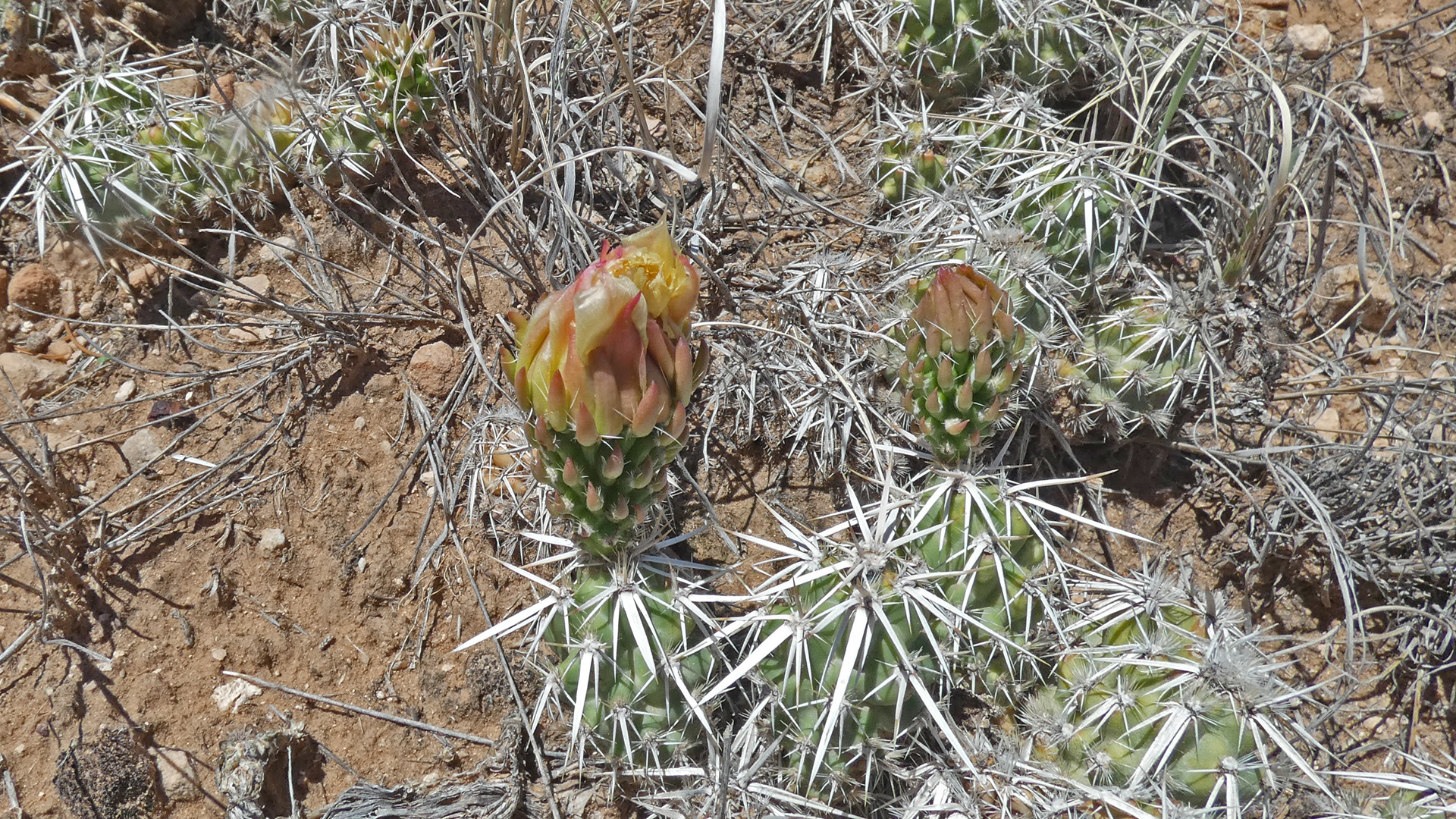 Golden Open Space, July 2021