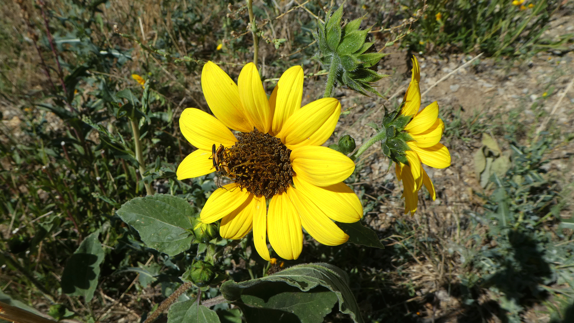 Sandia Mountains, September 2019