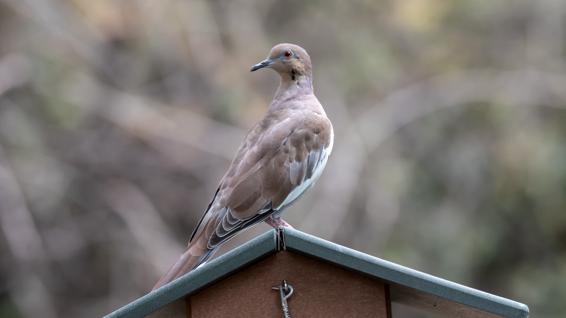 Rio Grande Nature Center, September 2023