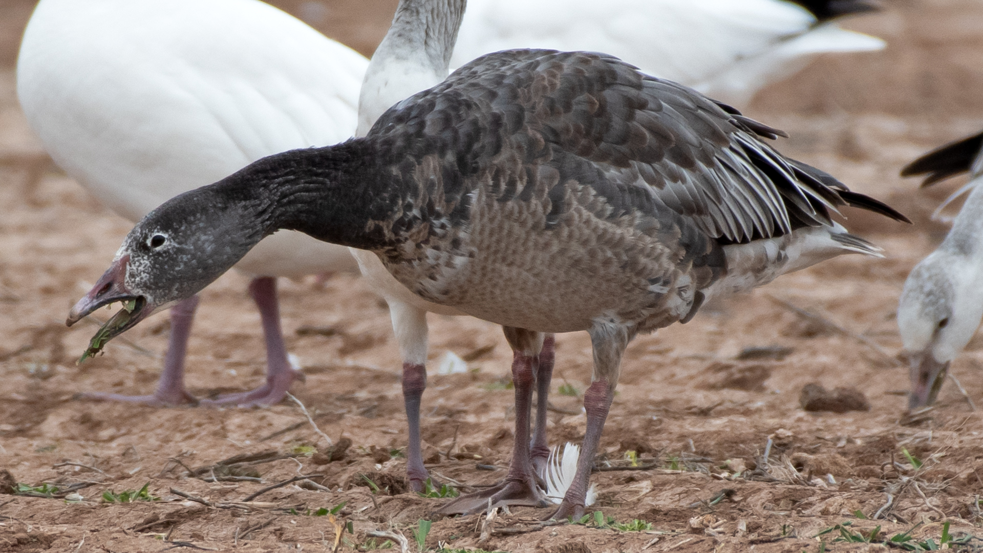 Dark morph juvenile, LSGWC, January 2026