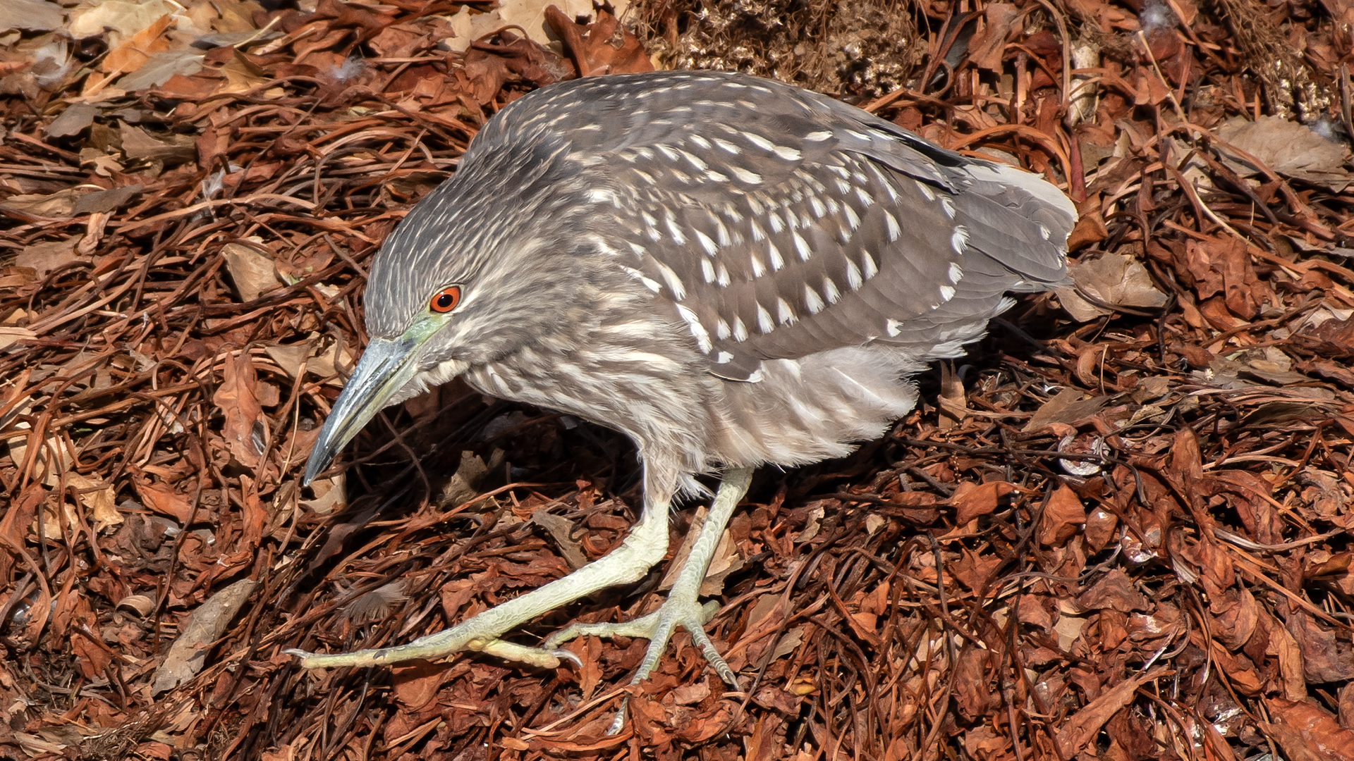 Juvenile, Tingley Beach, January 2025