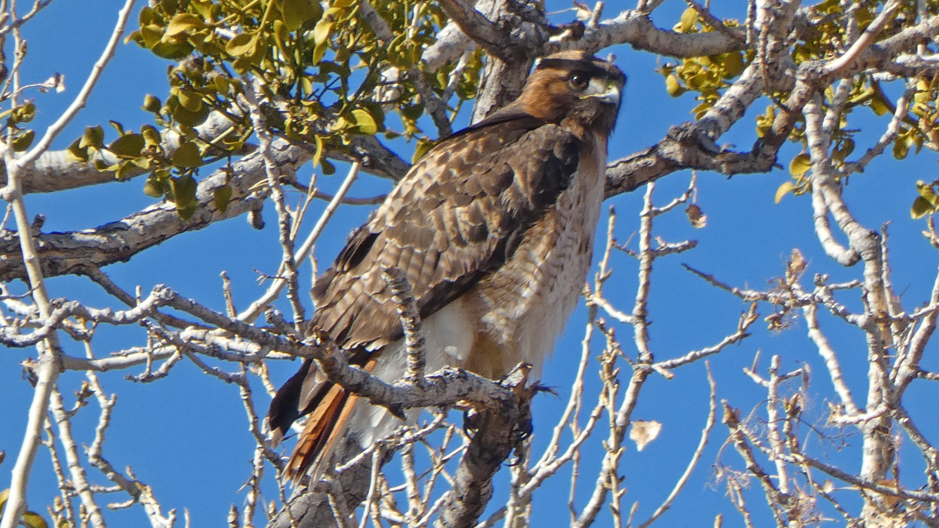 Adult, Valle de Oro NWR, January 2021