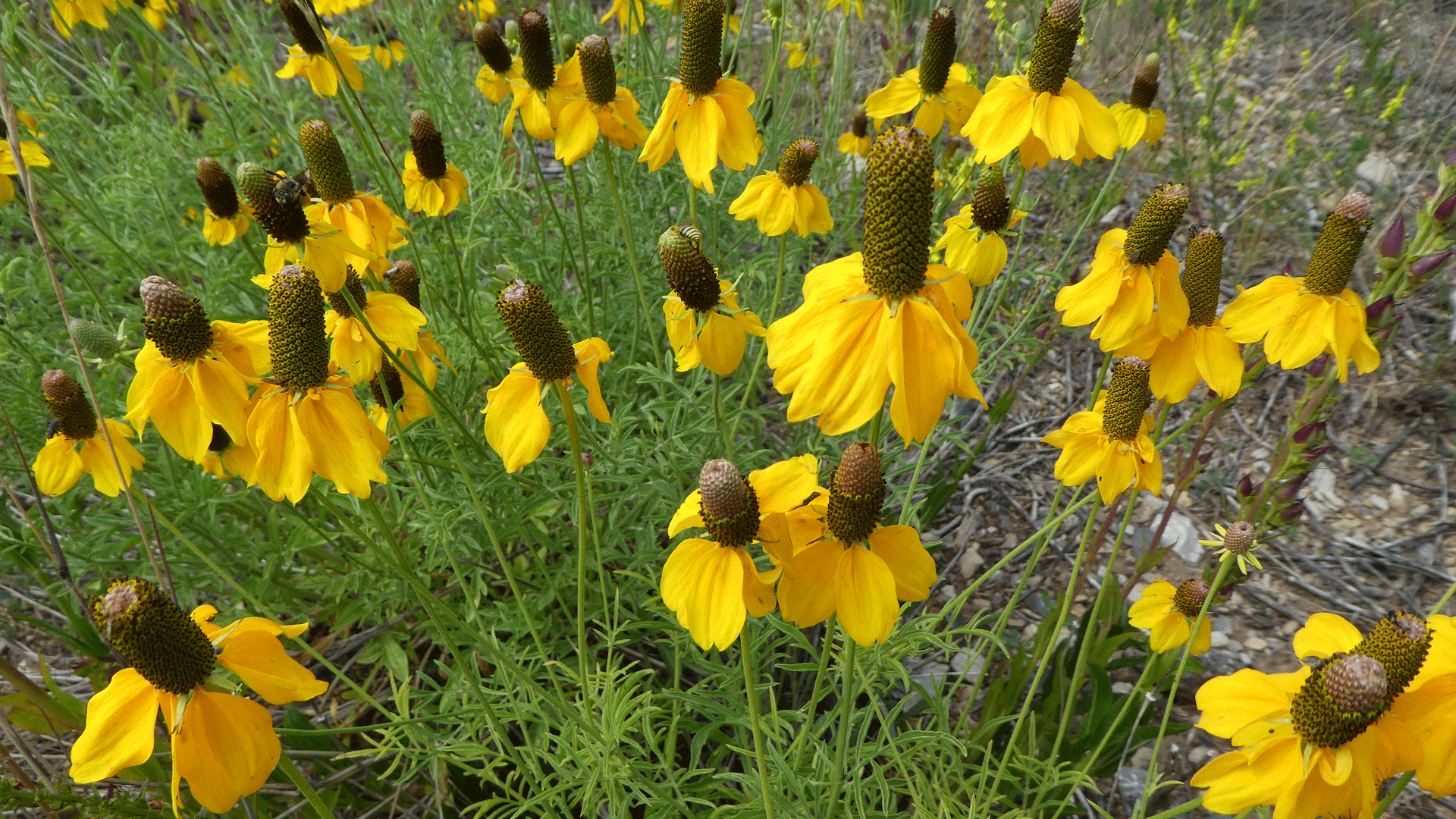 Sandia Mountains, August 2019