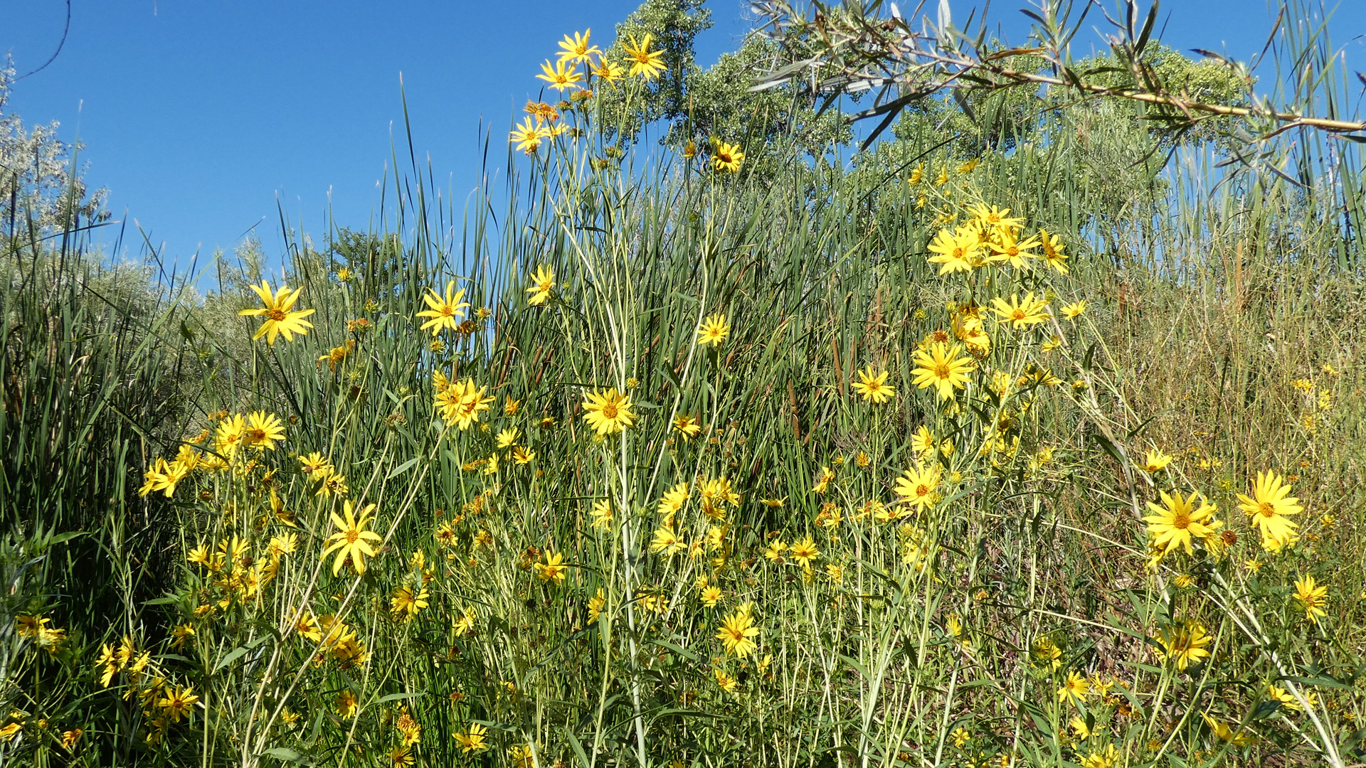 Rio Grande Bosque, Albuquerque, August 2020