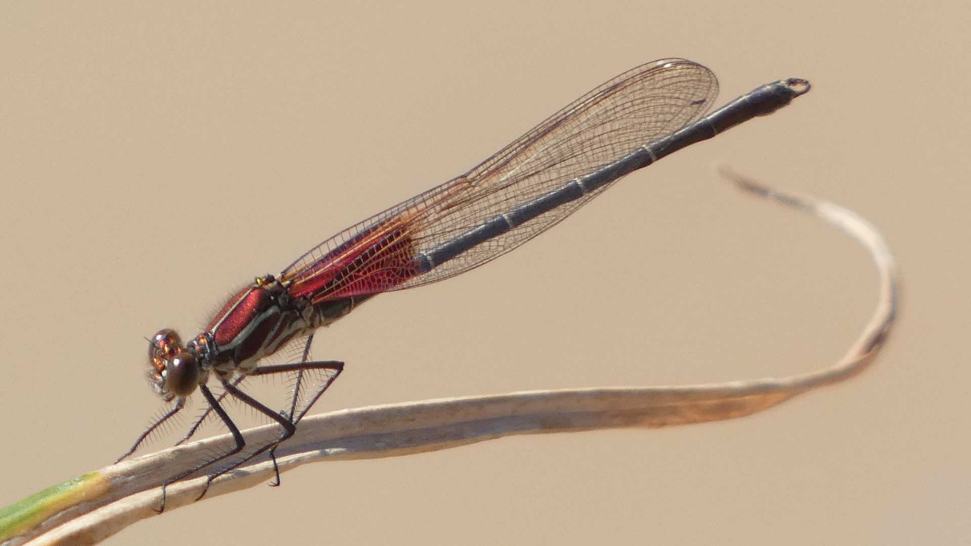 Male, Rio Grande Bosque, Albuquerque, September 2021