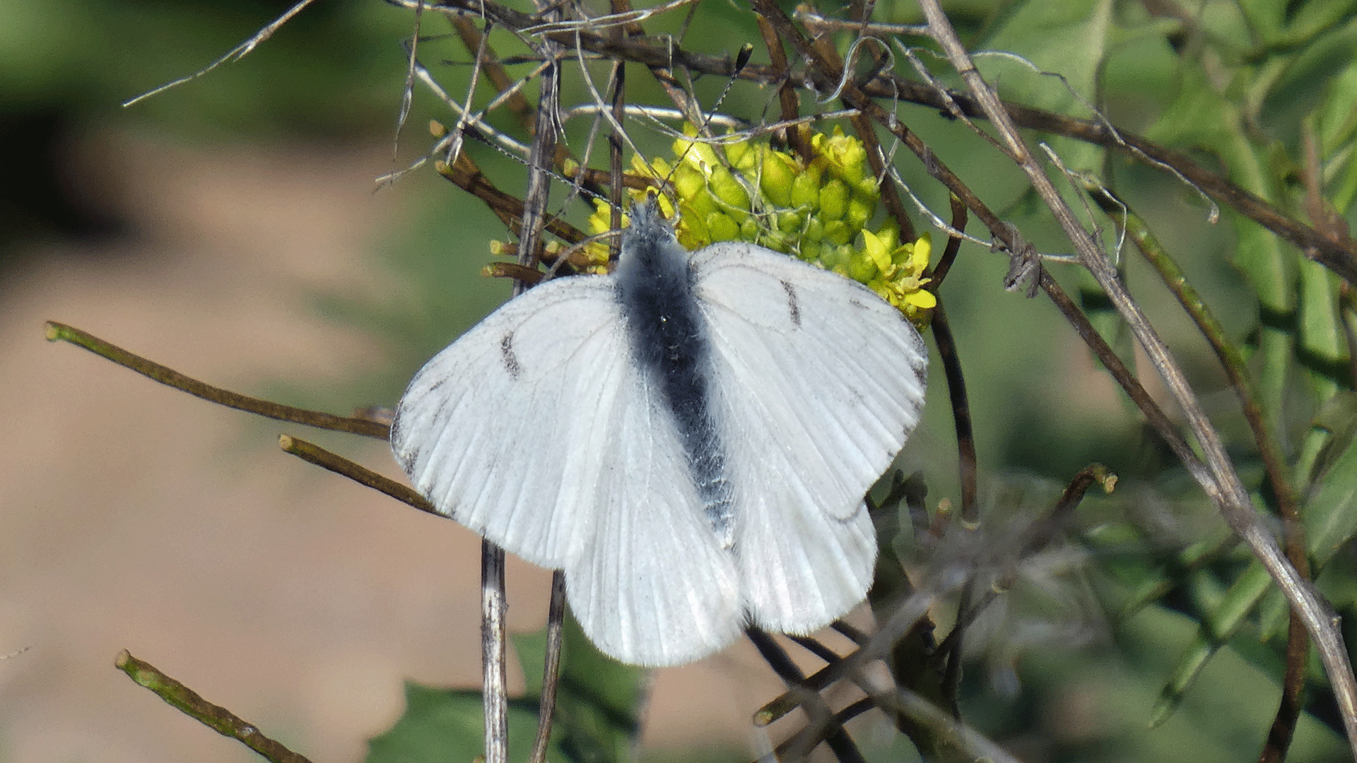 Male, Rio Grande Bosque, March 2020