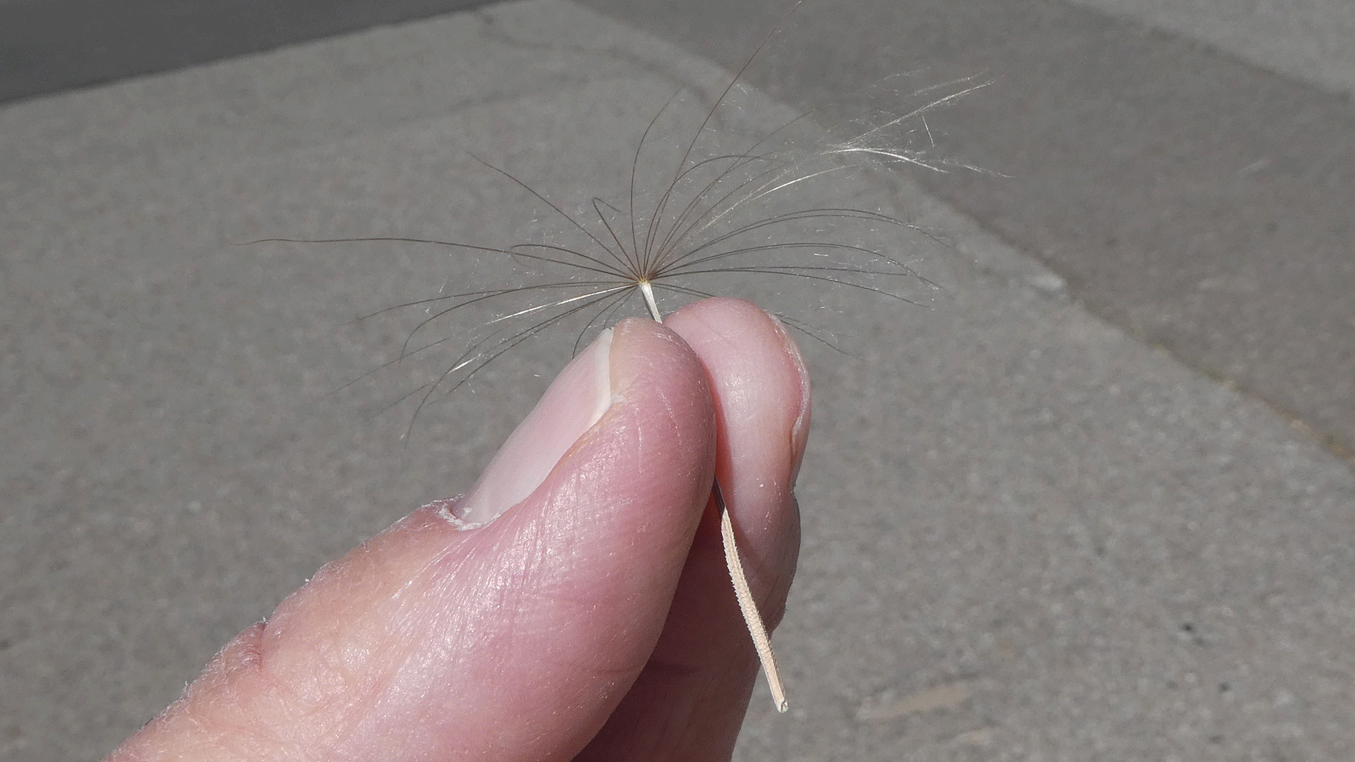 Seed plume, Albuquerque, May 2020