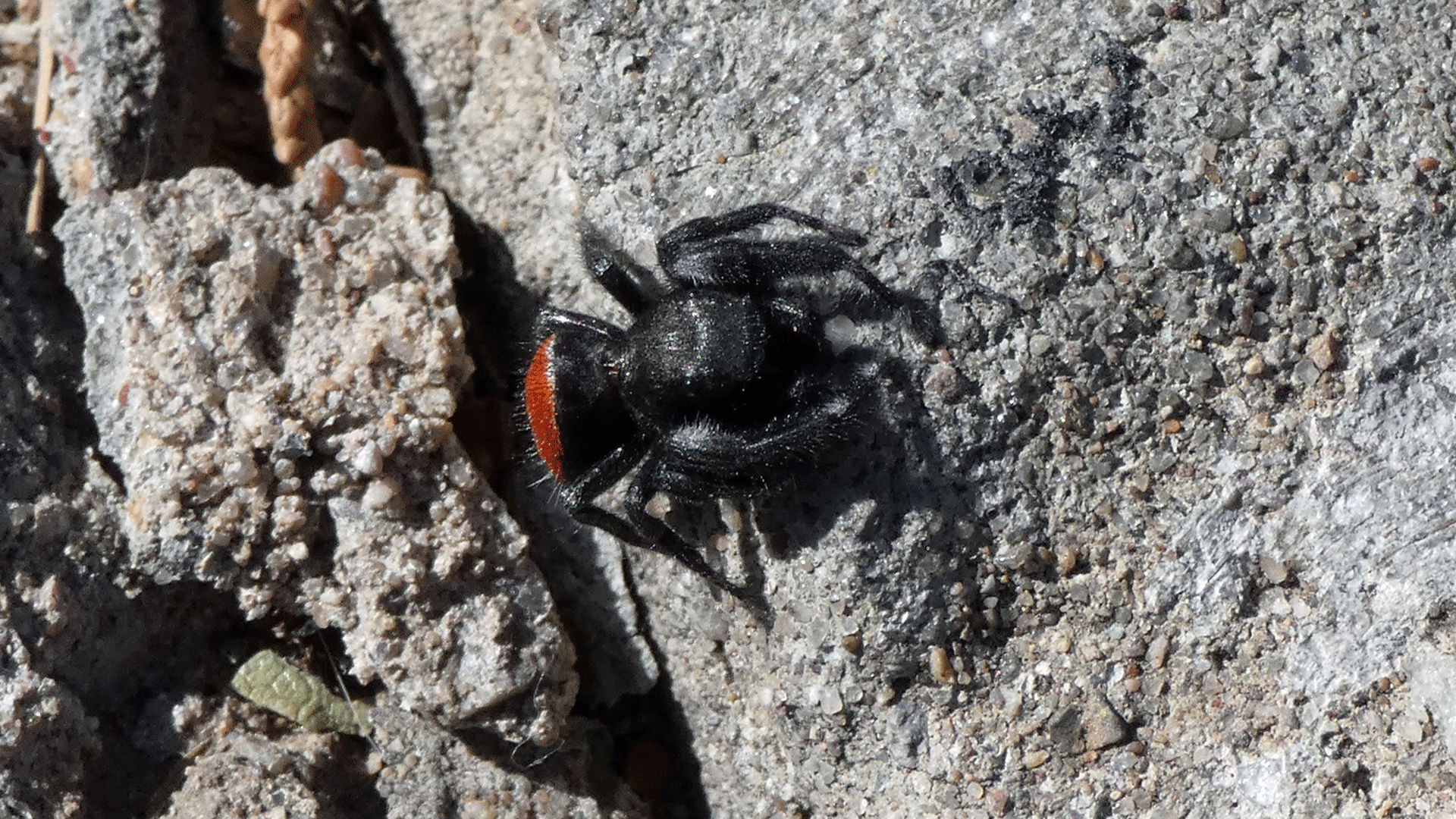 Male, Albuquerque, October 2020