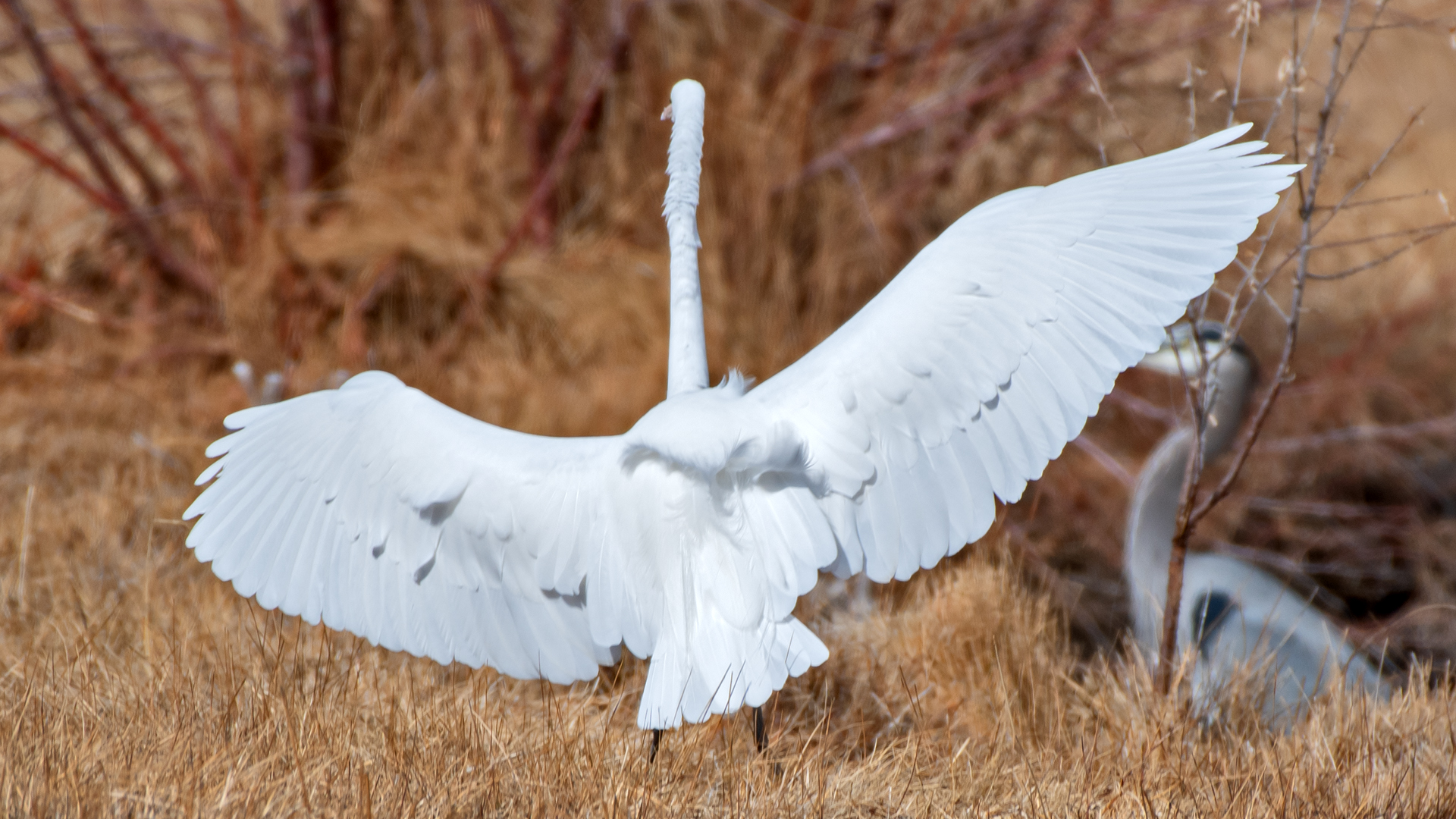 With neck extended, Isleta Lakes, January 2026