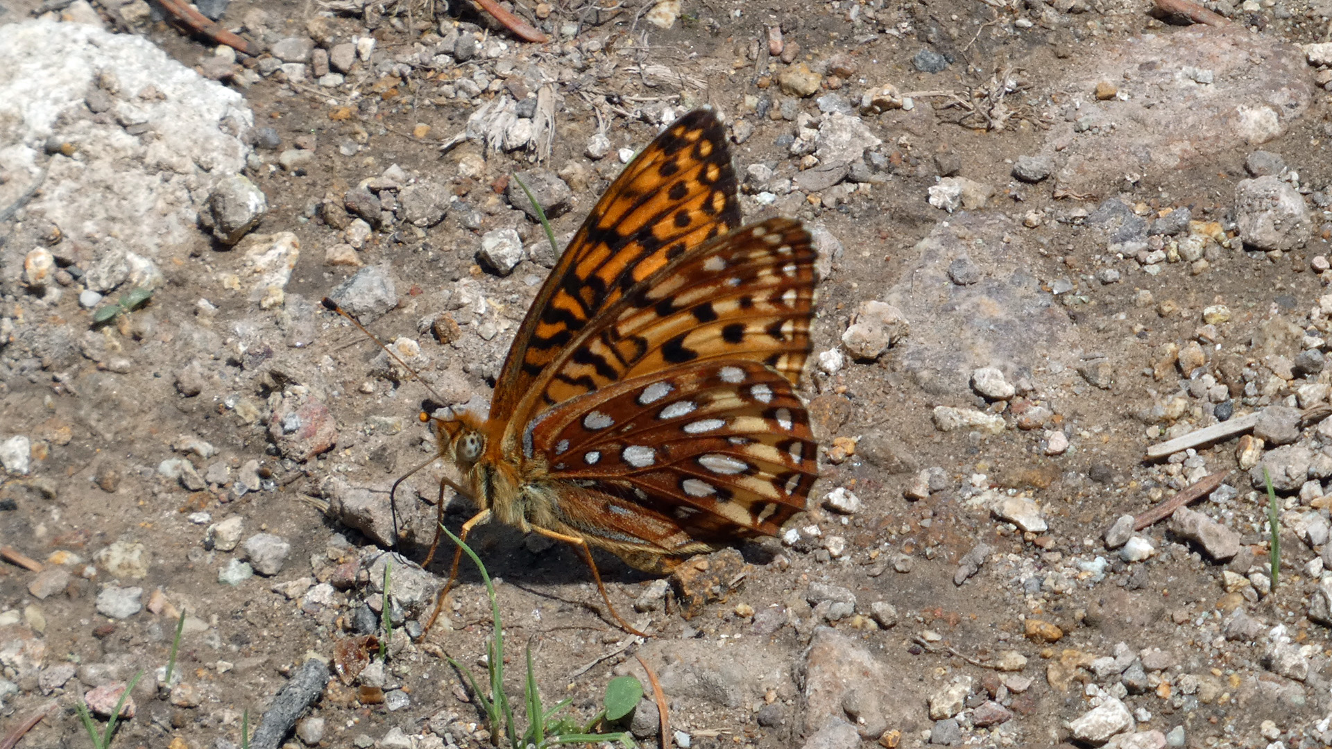 Jemez Mountains, July 2022