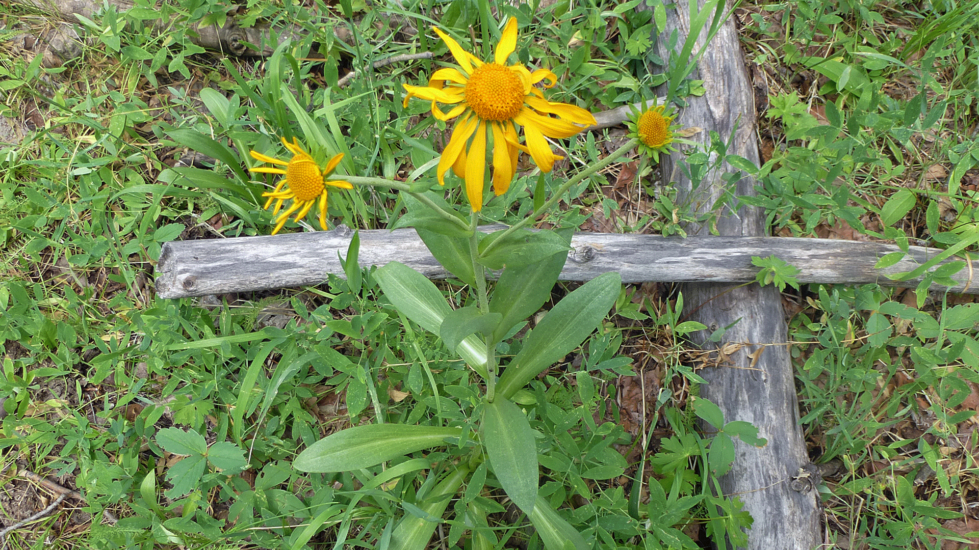 Jemez Mountains, July 2014