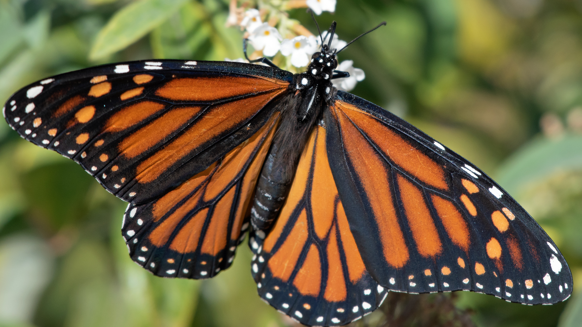 Female on butterfly bush, Albuquerque, October 2023