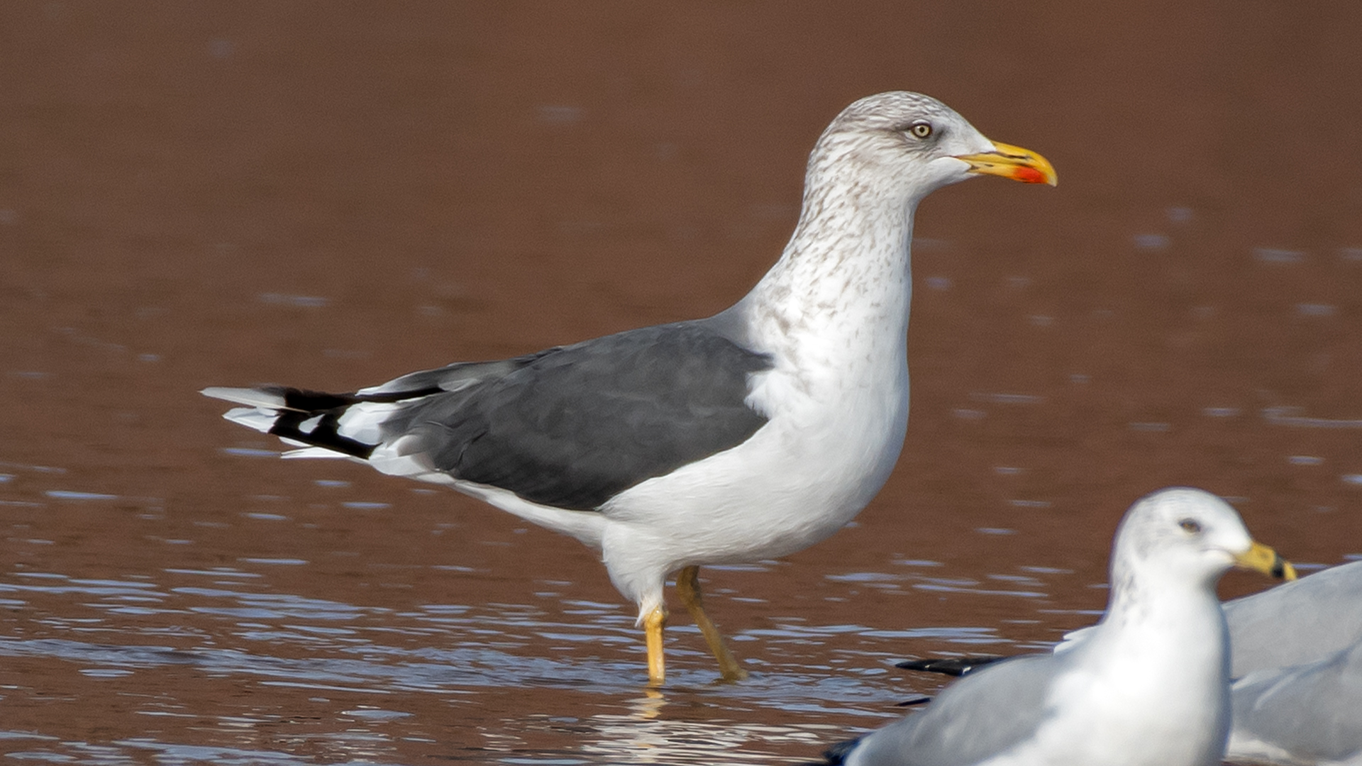 L. Fuscus, Albuquerque, January 2026