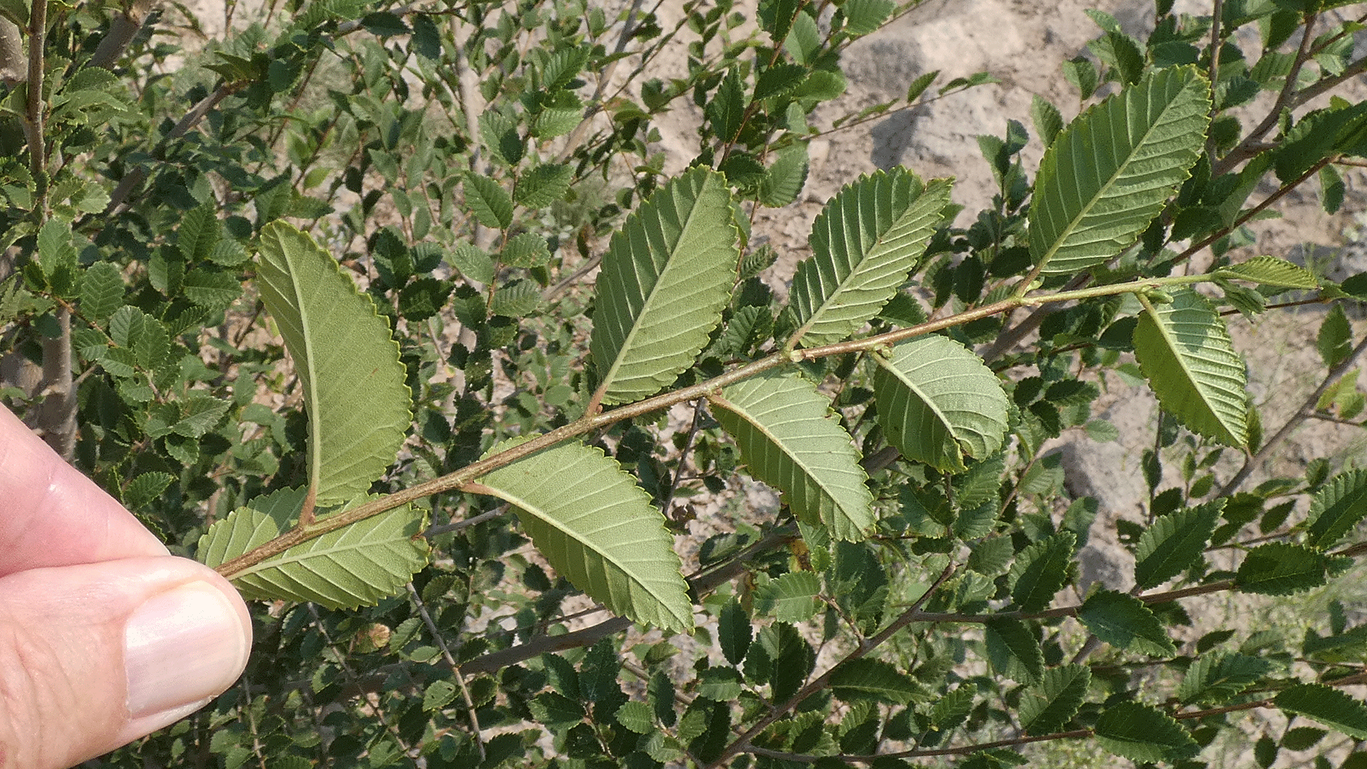 Backs of leaves, Albuquerque, August 2020