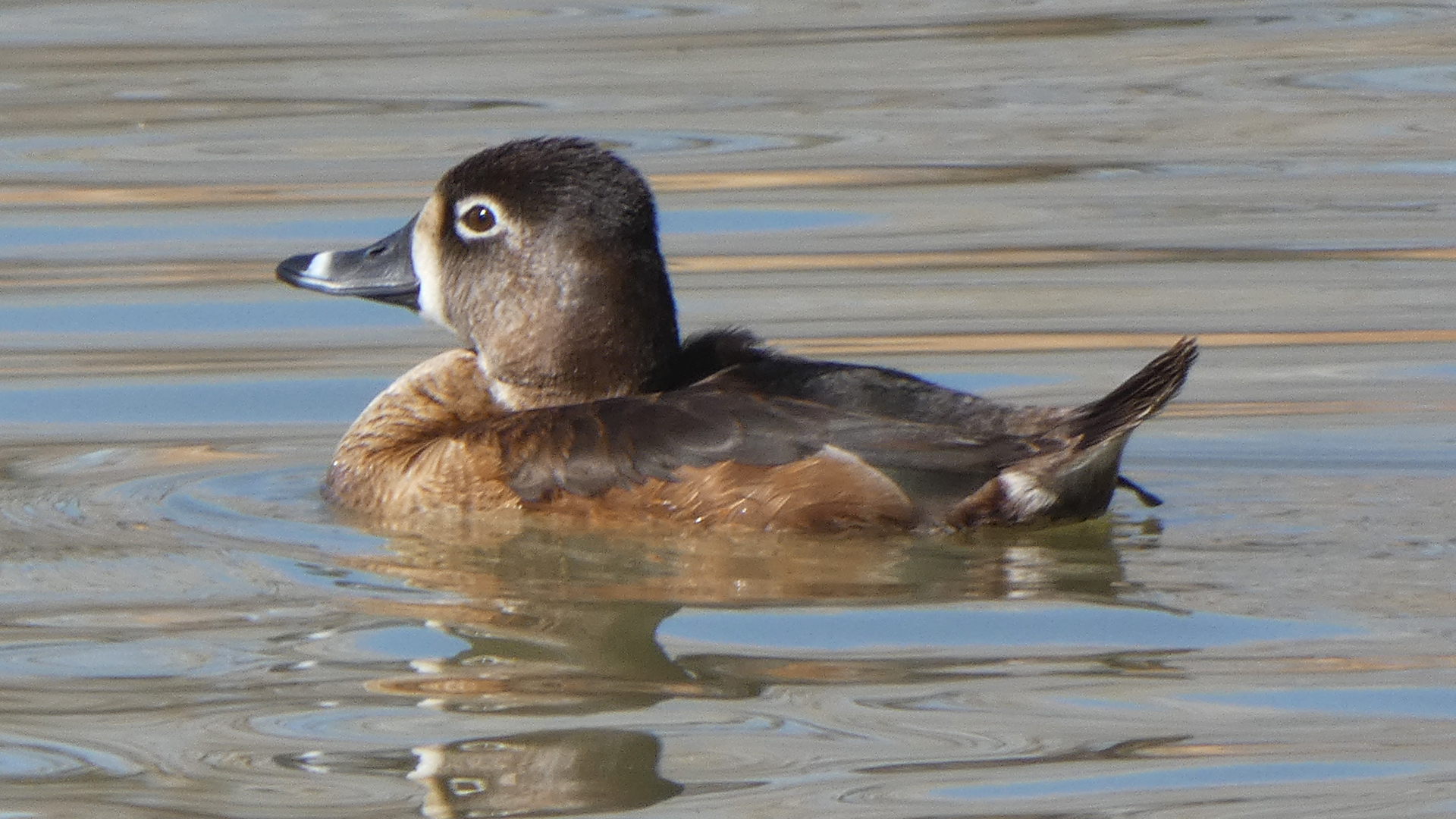 Female, Rio Grande Bosque, Albuquerque, March 2021