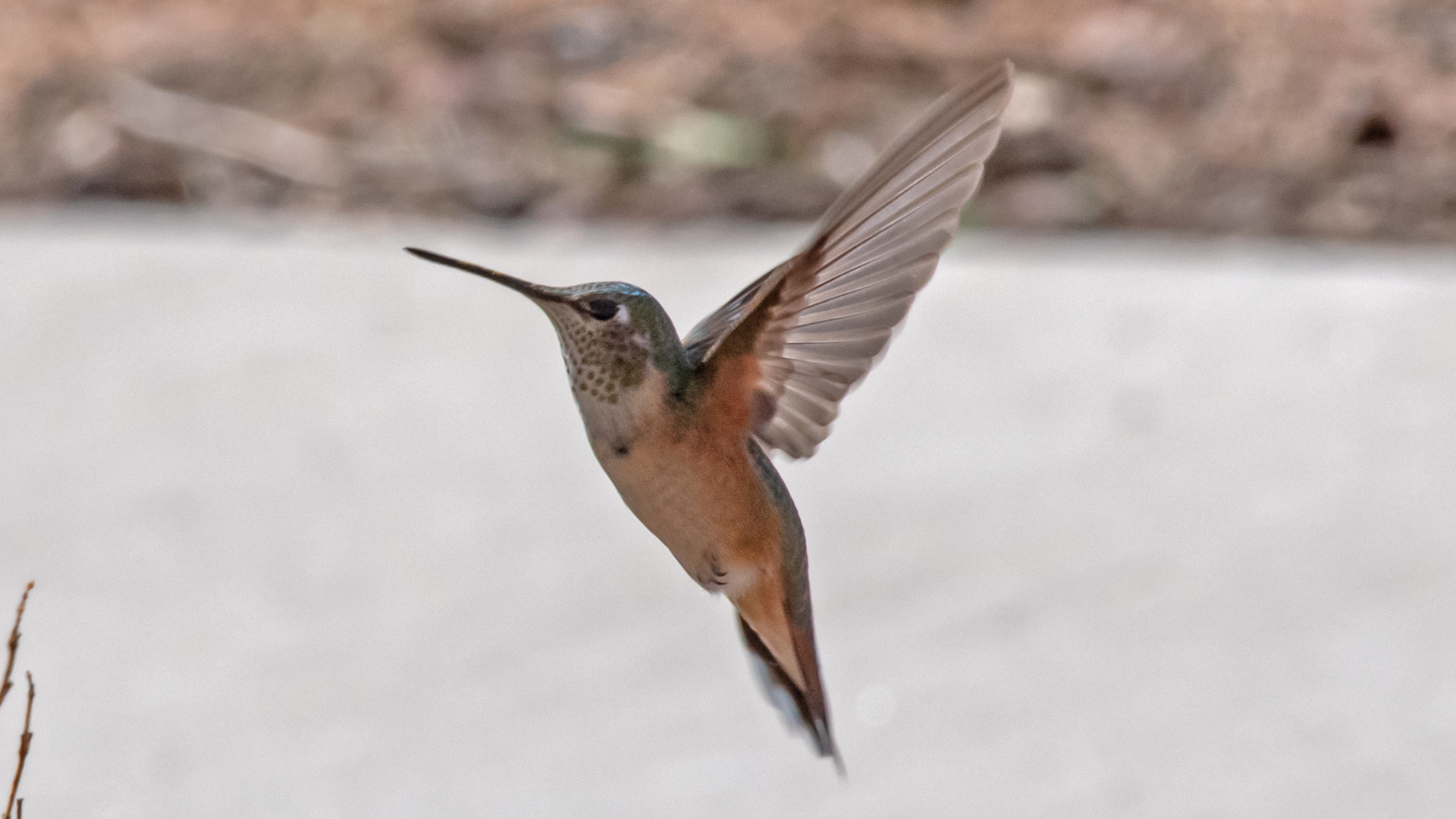 Female or immature, Albuquerque, August 2023