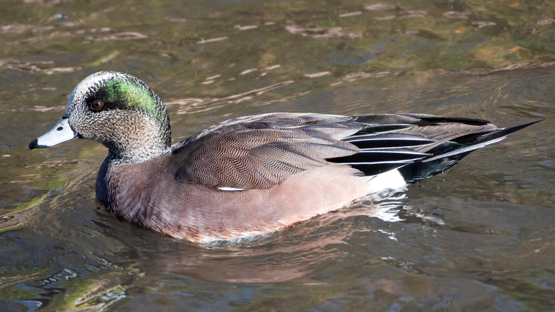 Male, Albuquerque, November 2025