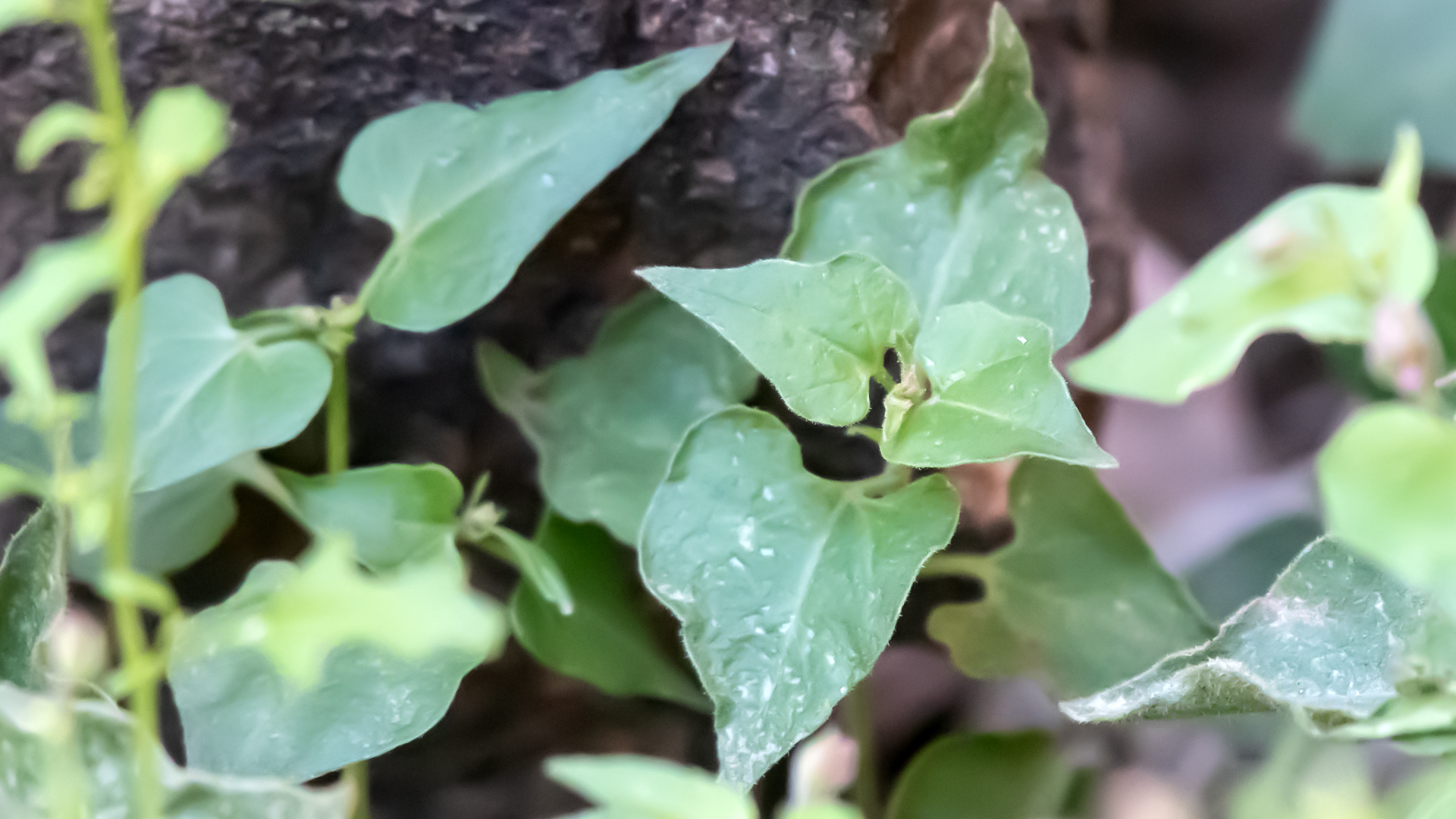 Leaves, Bluewater Canyon, September 2025